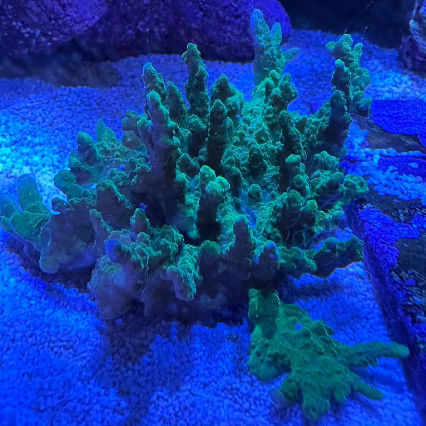 Hirsuta Montipora