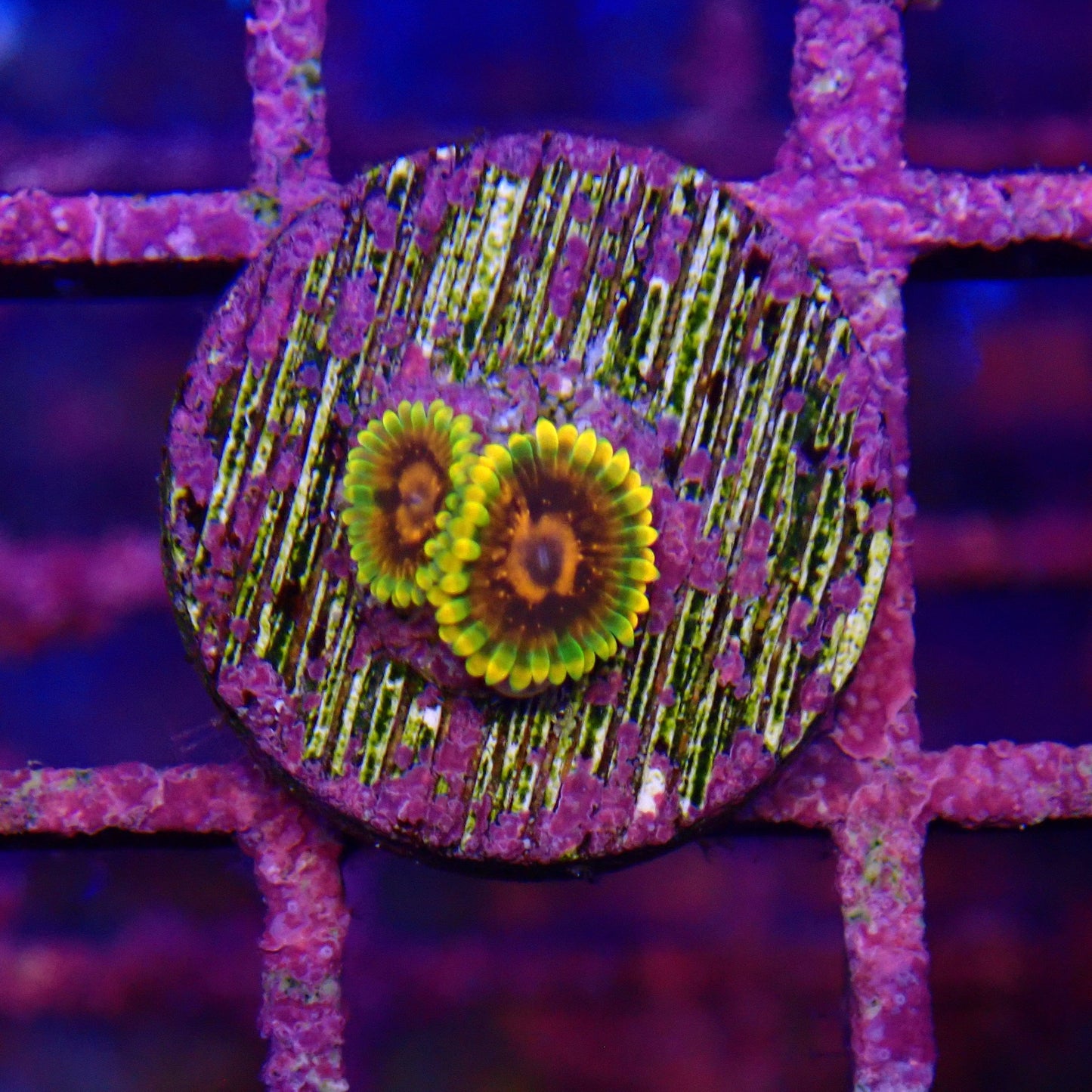 Jedi Mind Trick Zoanthid Frag
