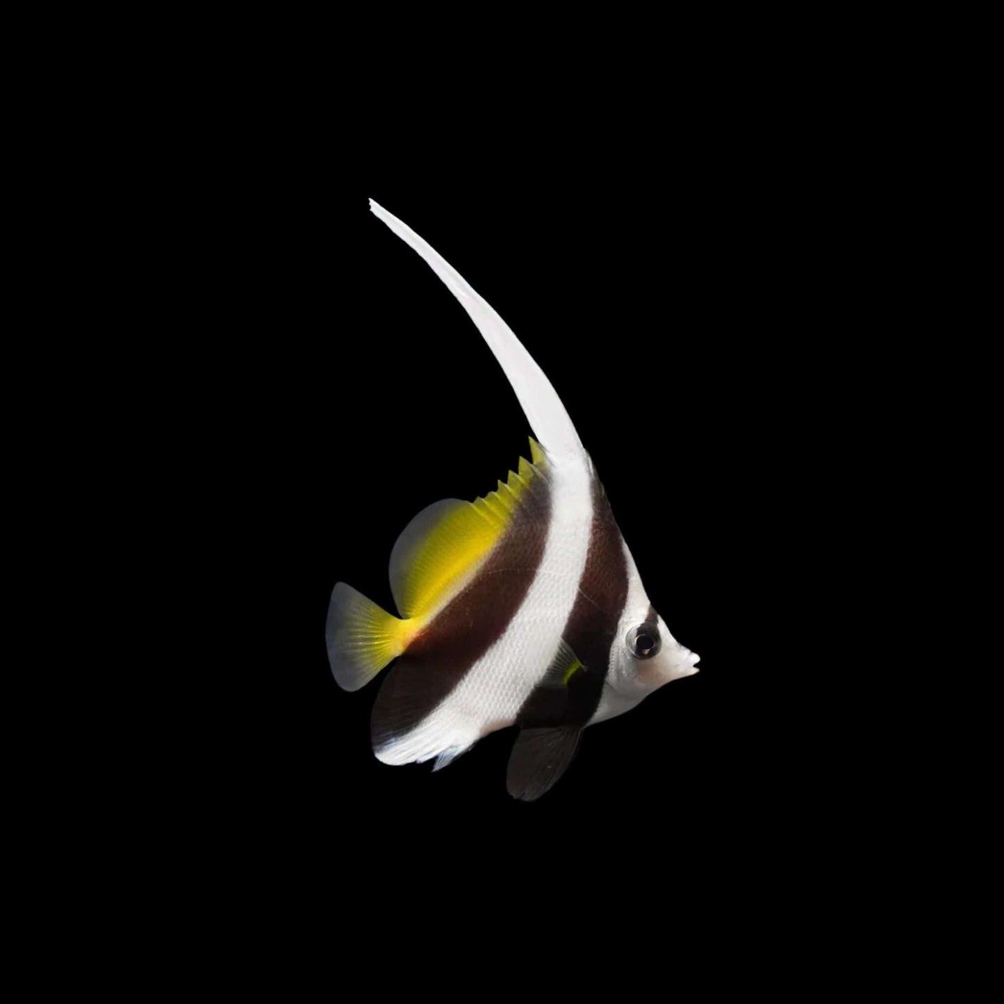 Longfin Bannerfish (Pickup Only)