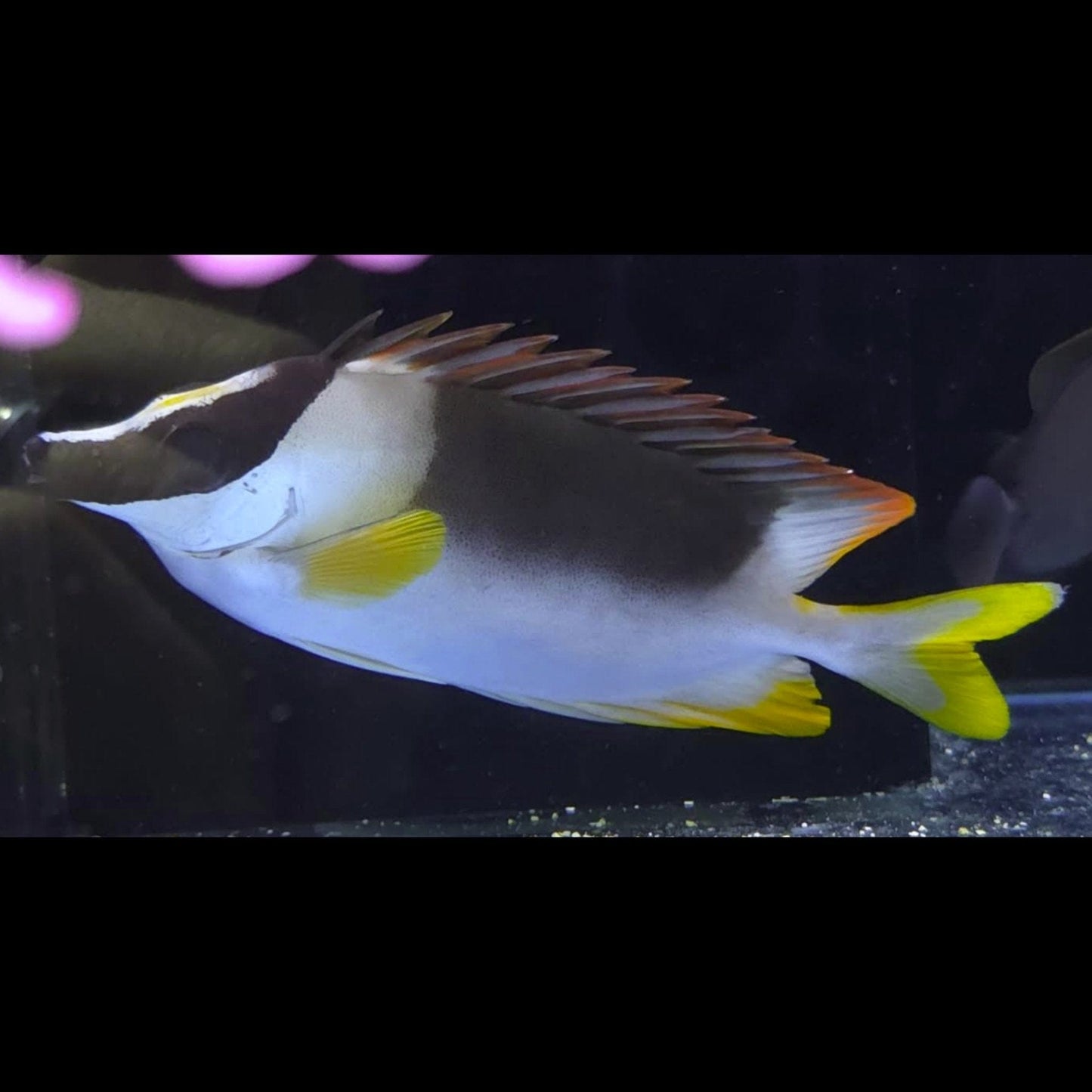 Magnificent Foxface (Pickup Only)