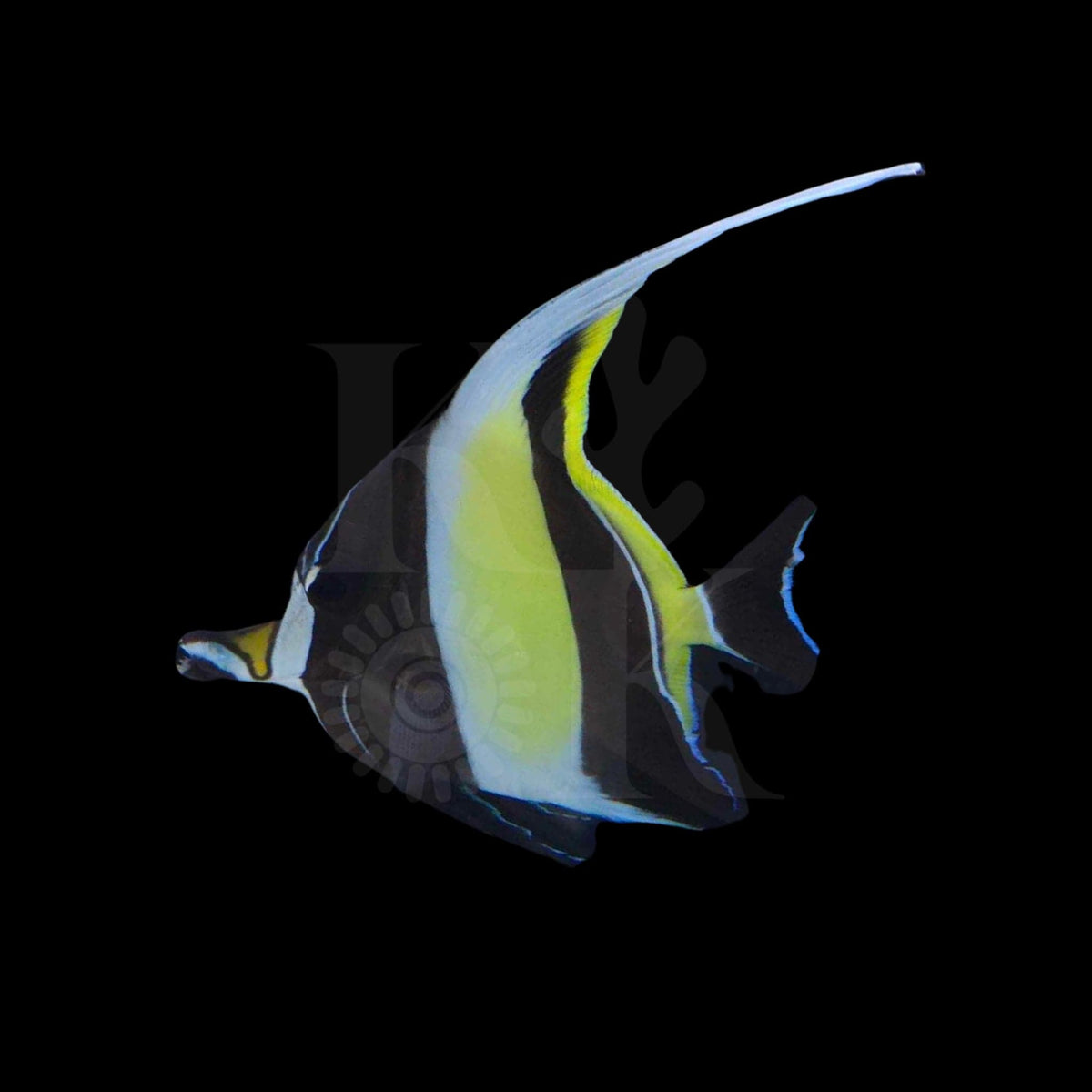 Moorish Idol (Pickup Only)