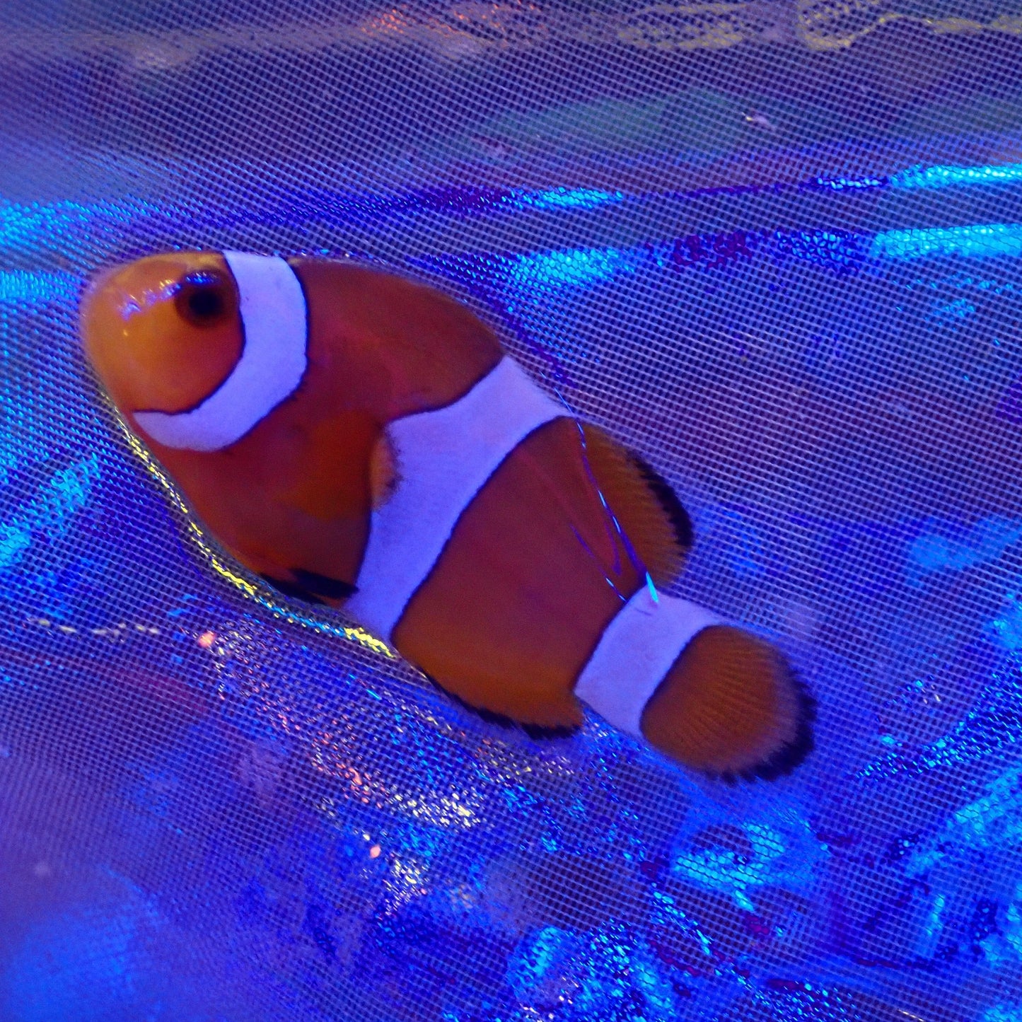 Orange Clownfish