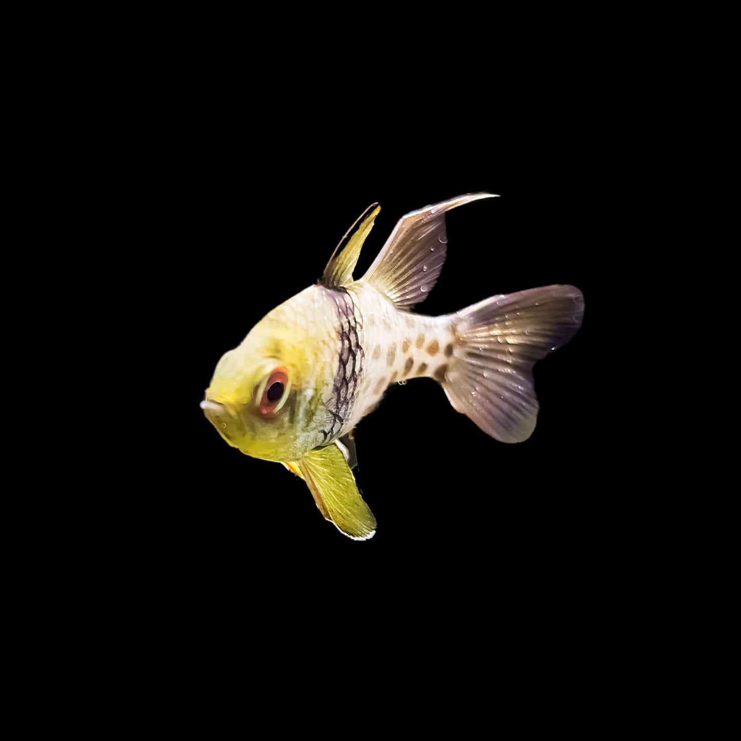 Pajama Cardinalfish