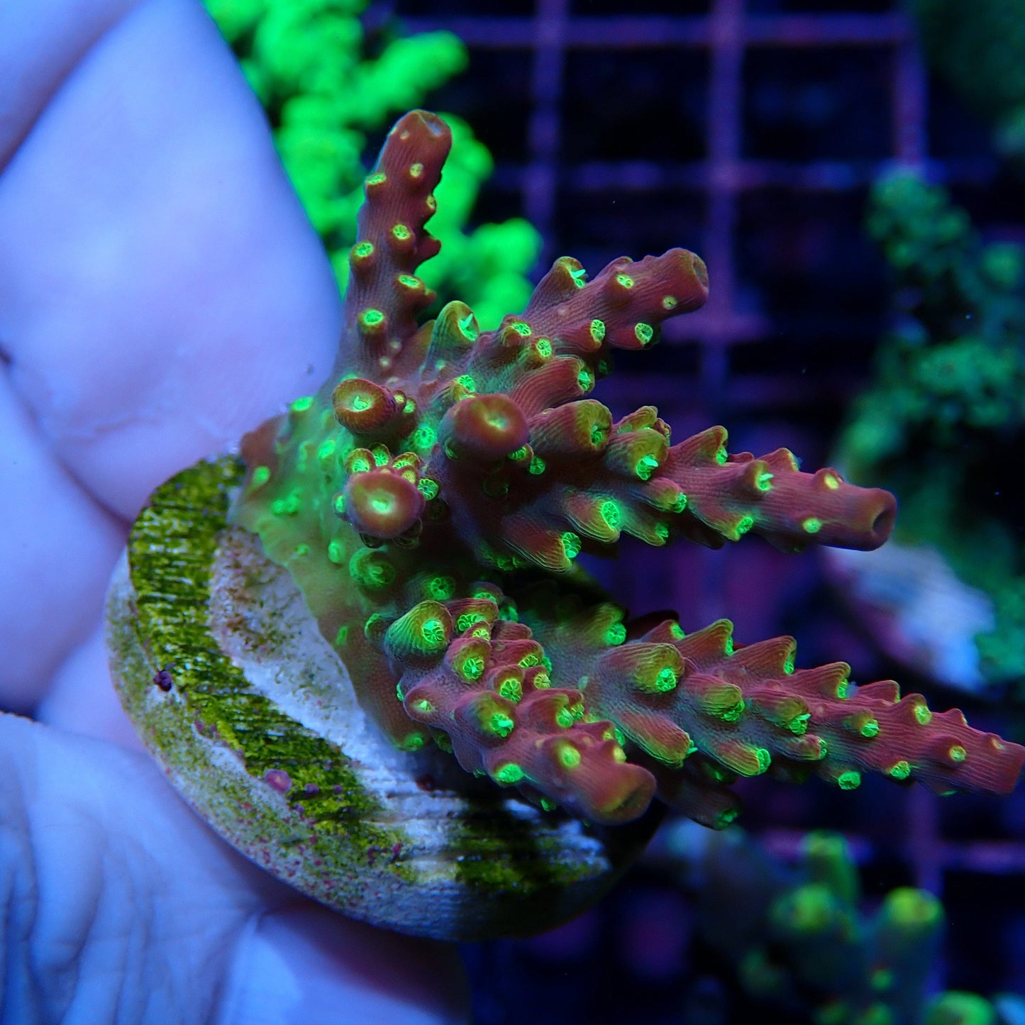WYSIWYG Paletta Pink Tip Acropora 2