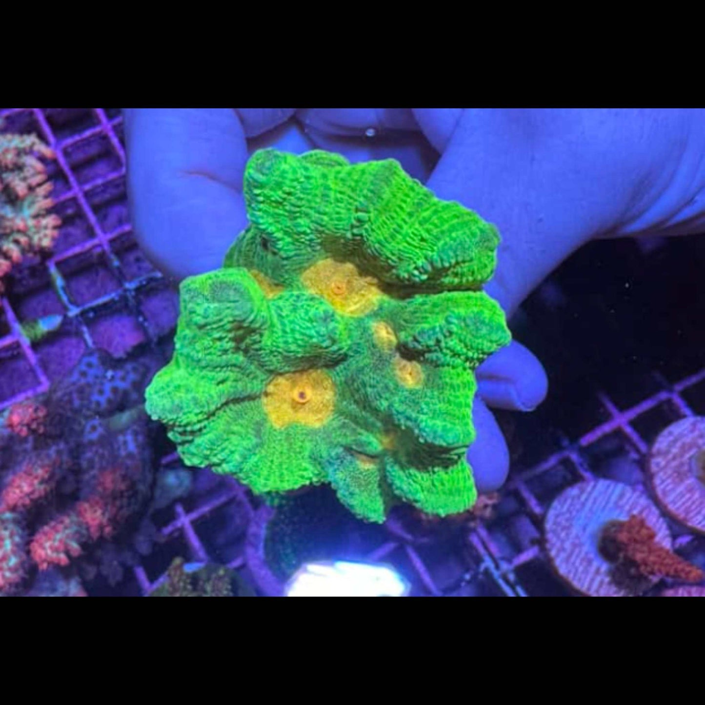WYSIWYG Space Invader Pectinia Frag