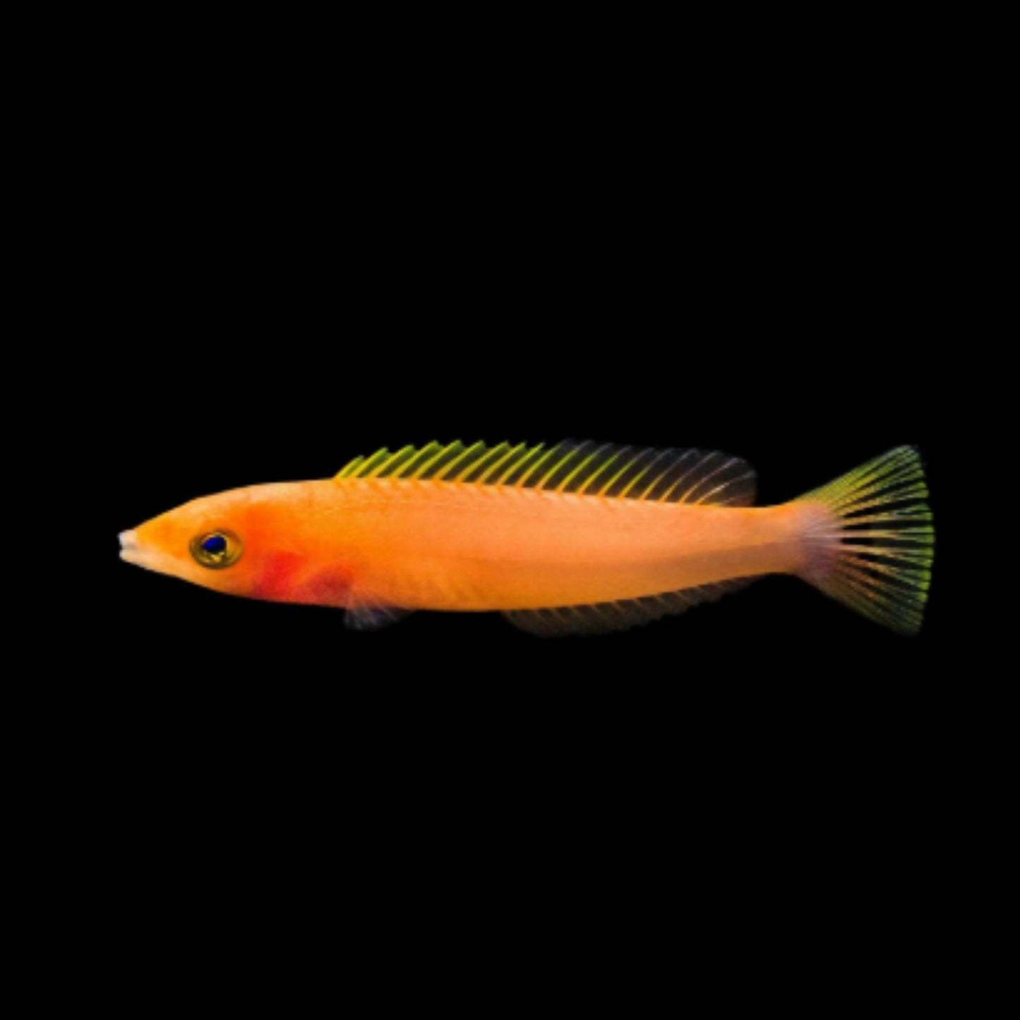 Royal Pencil Wrasse Male