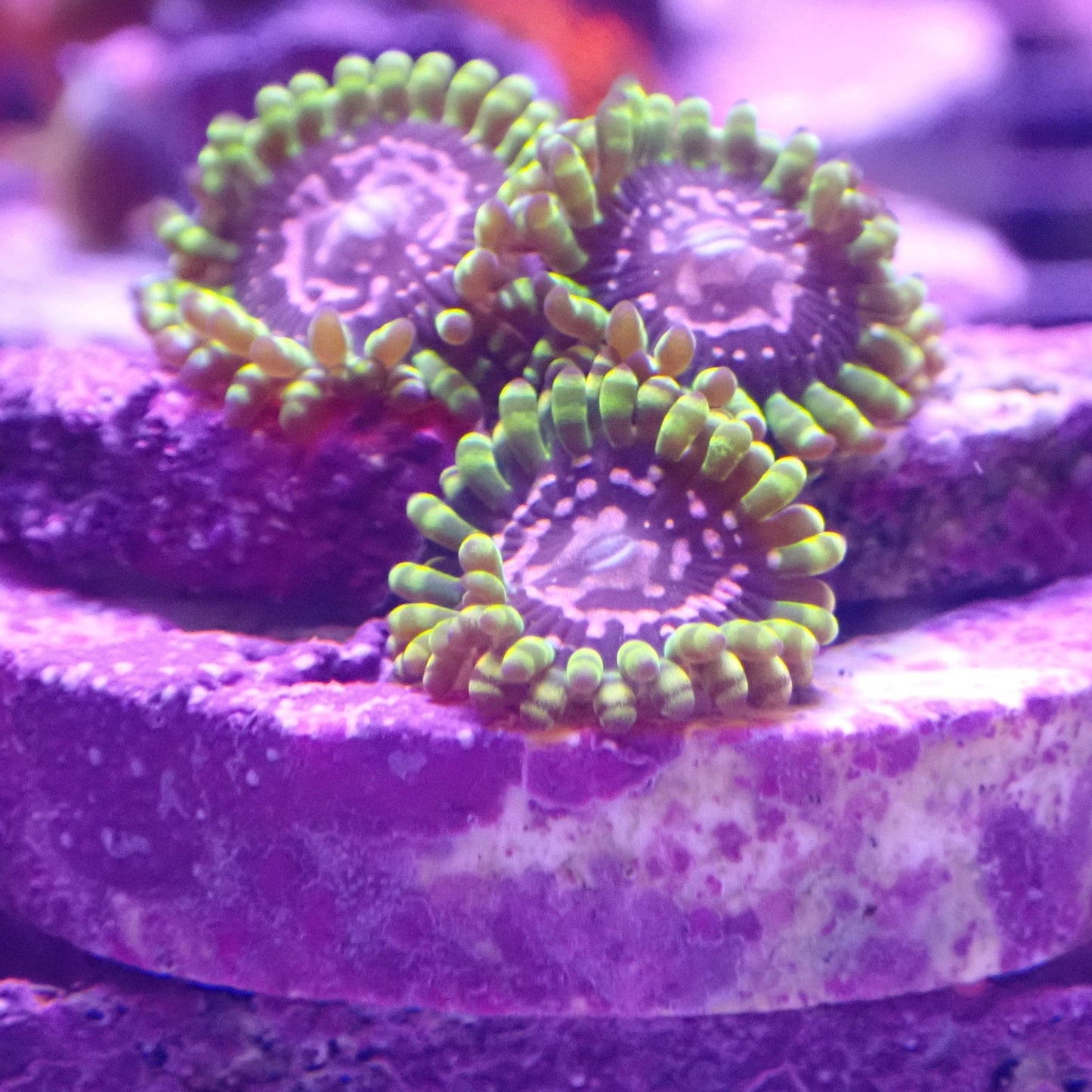 Purple Monster Zoanthid Frag