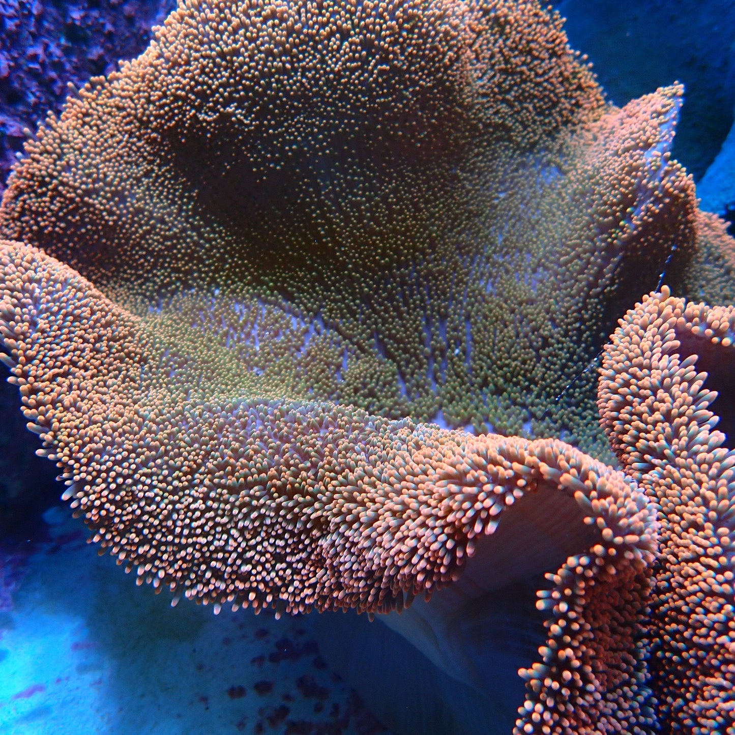 WYSIWYG Red / Pink Carpet Anemone