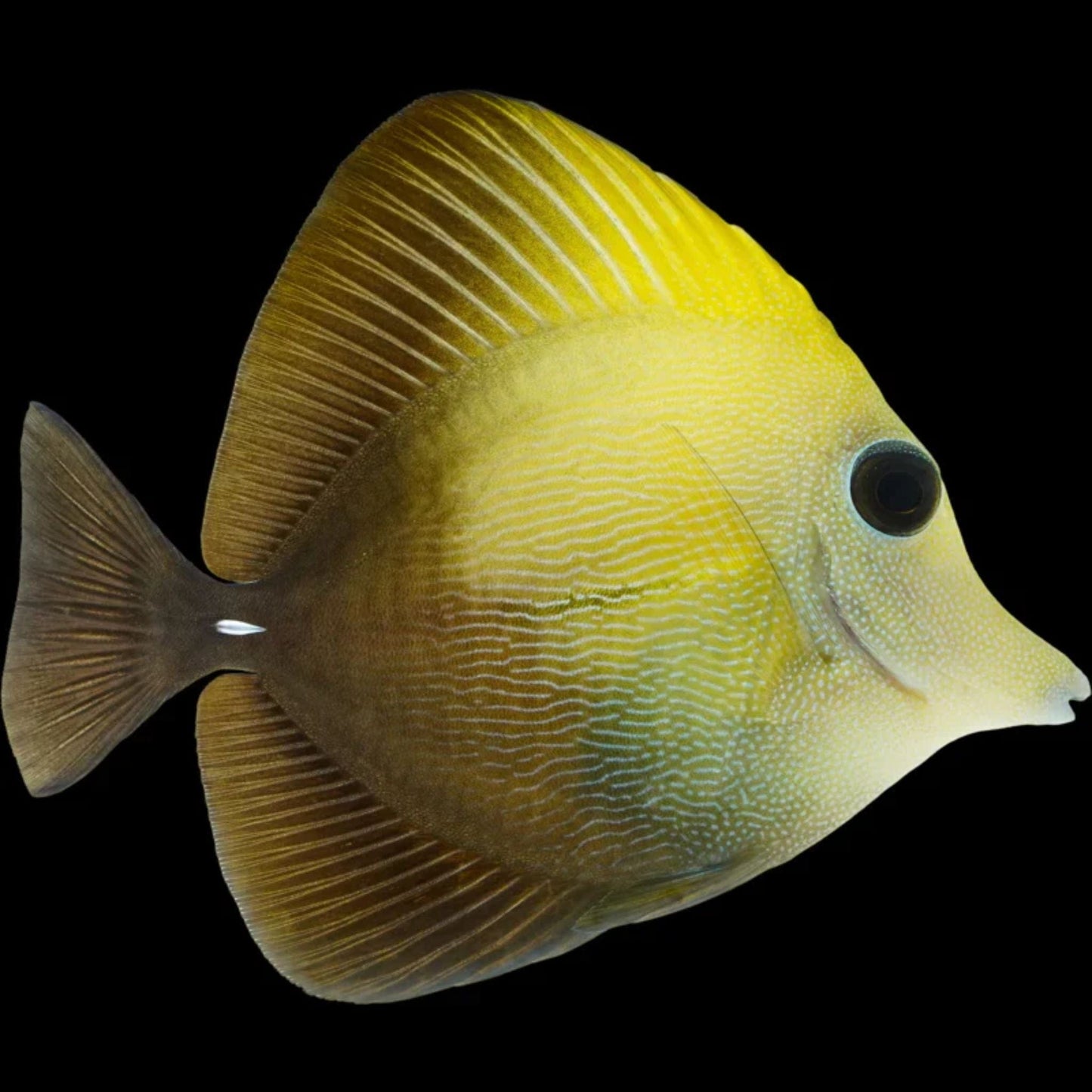 Scopas Tang
