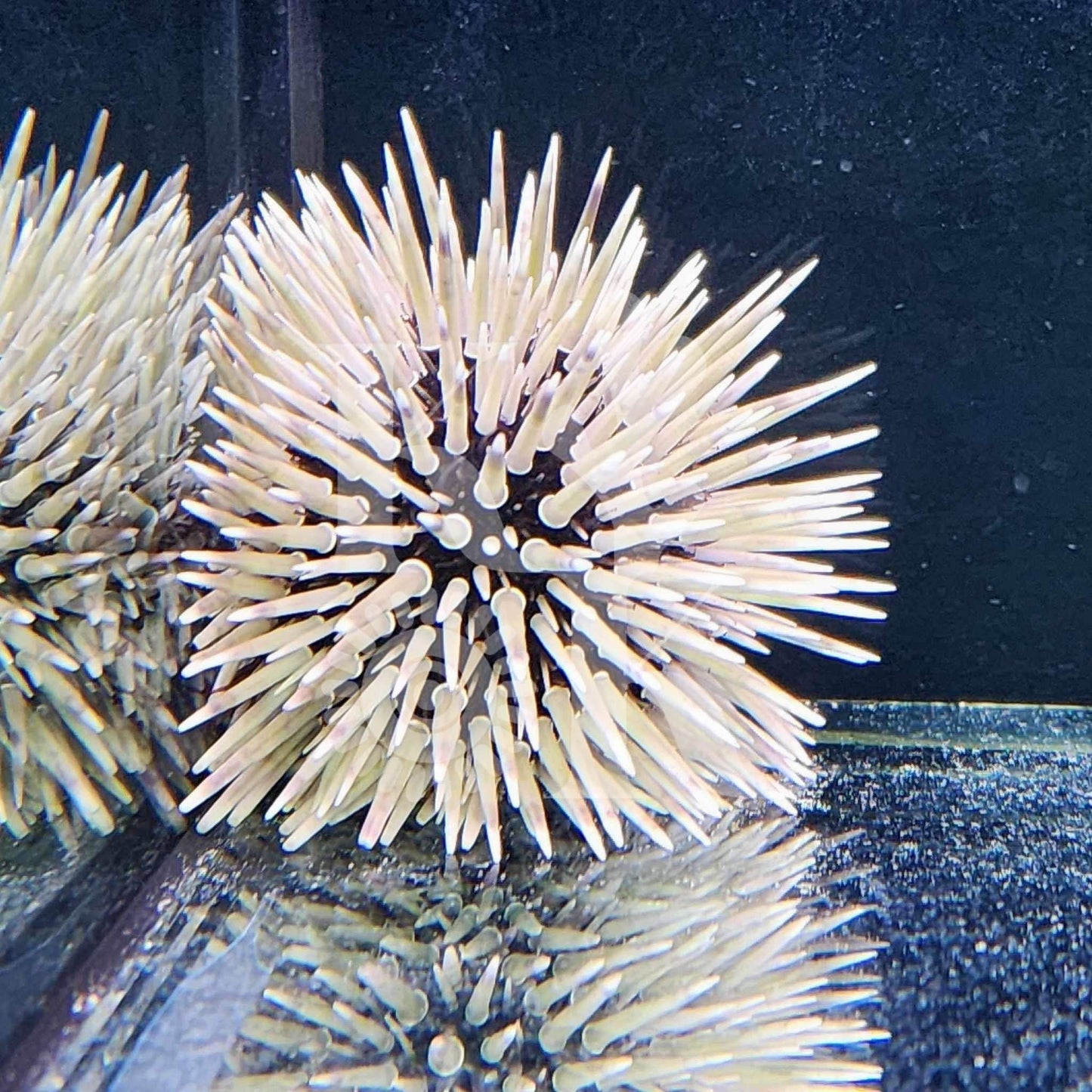 Short-Spined Urchin (Pickup Only)