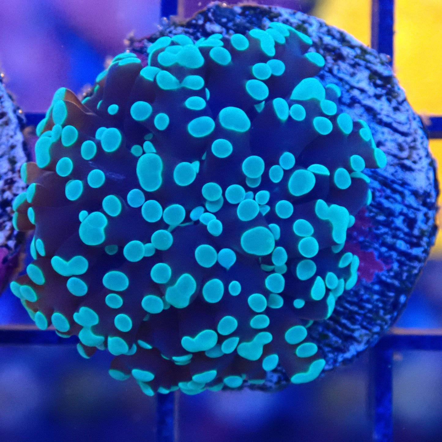 WYSIWYG Spawned Frogspawn Frag 4