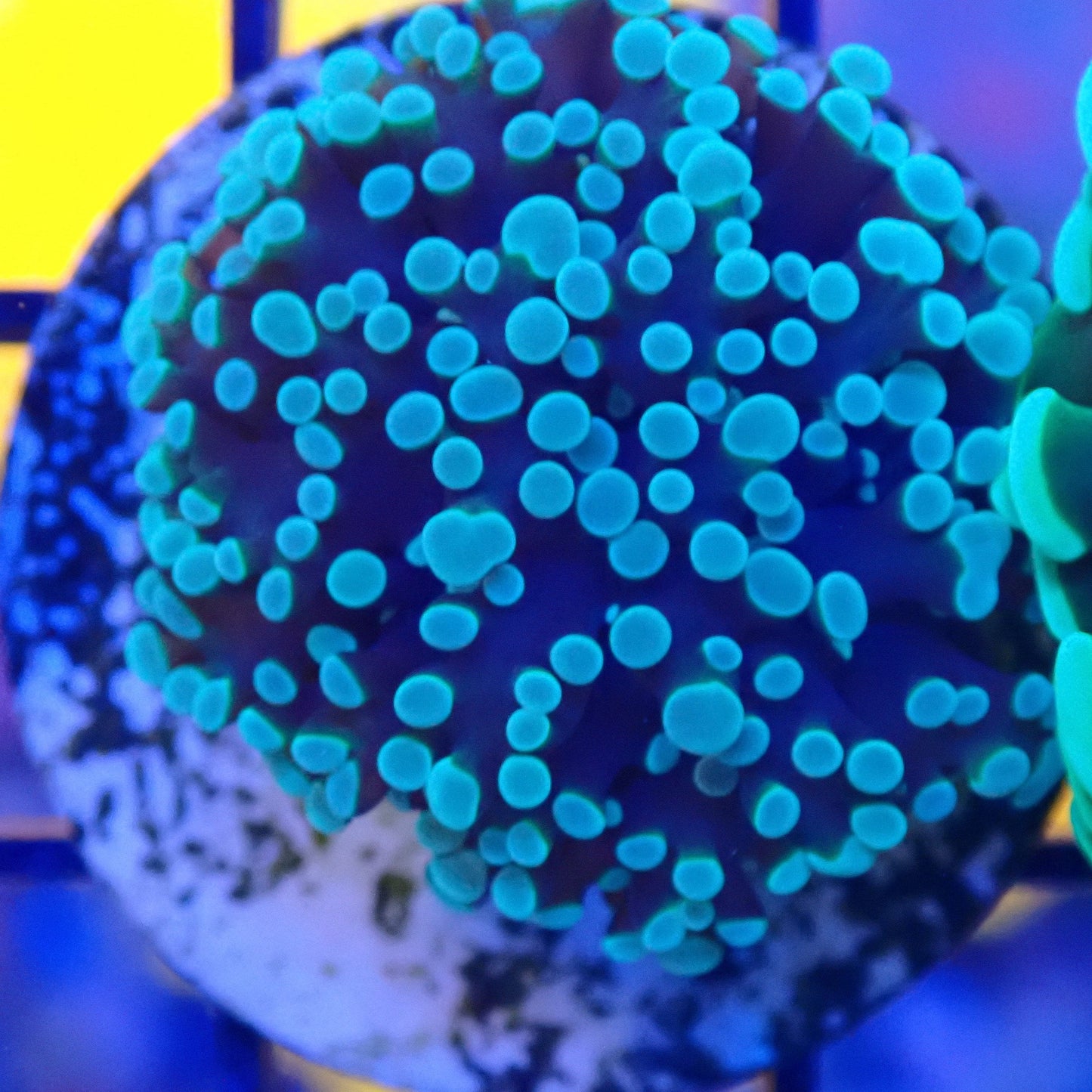WYSIWYG Spawned Frogspawn Frag 5