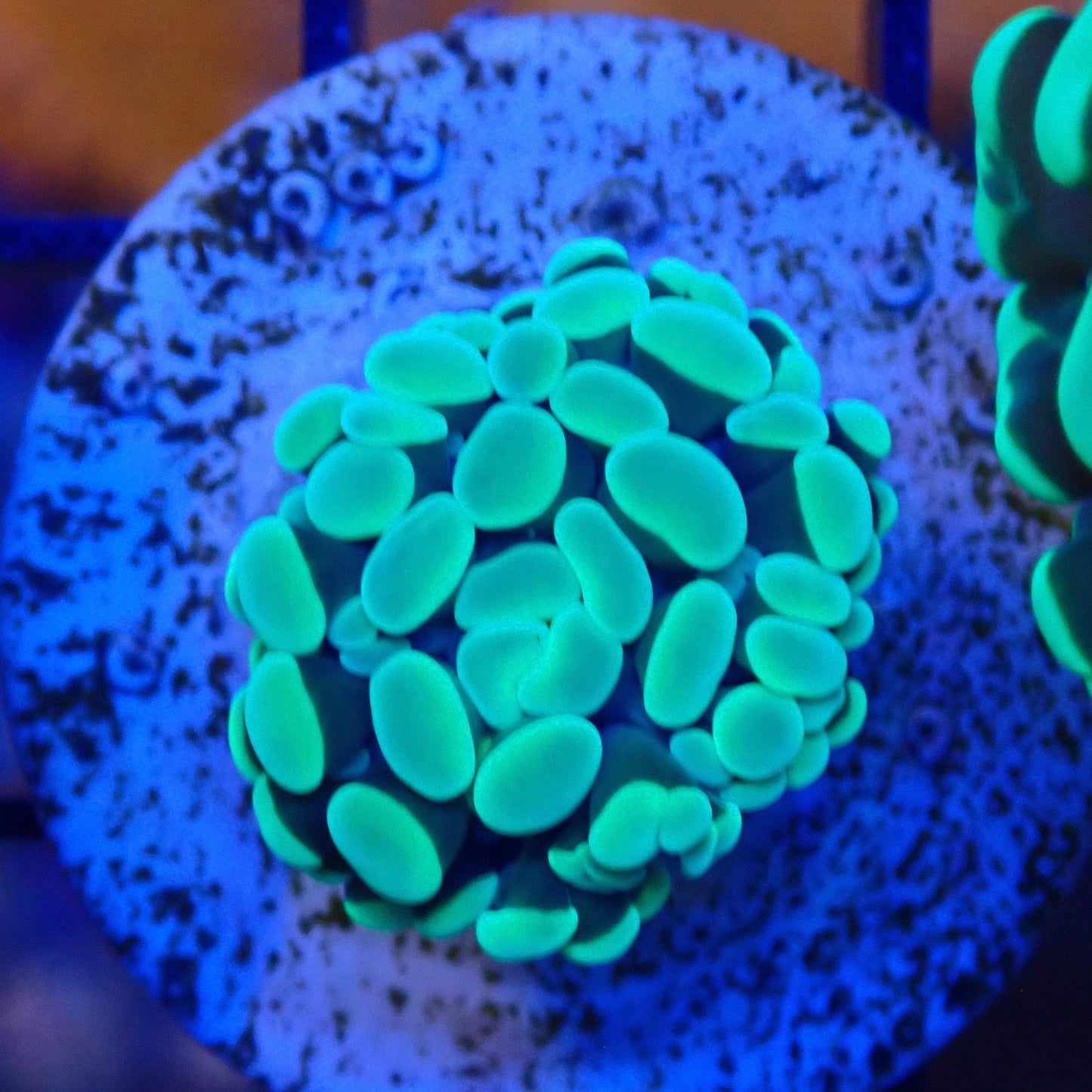 WYSIWYG Spawned Hammer Frag 8