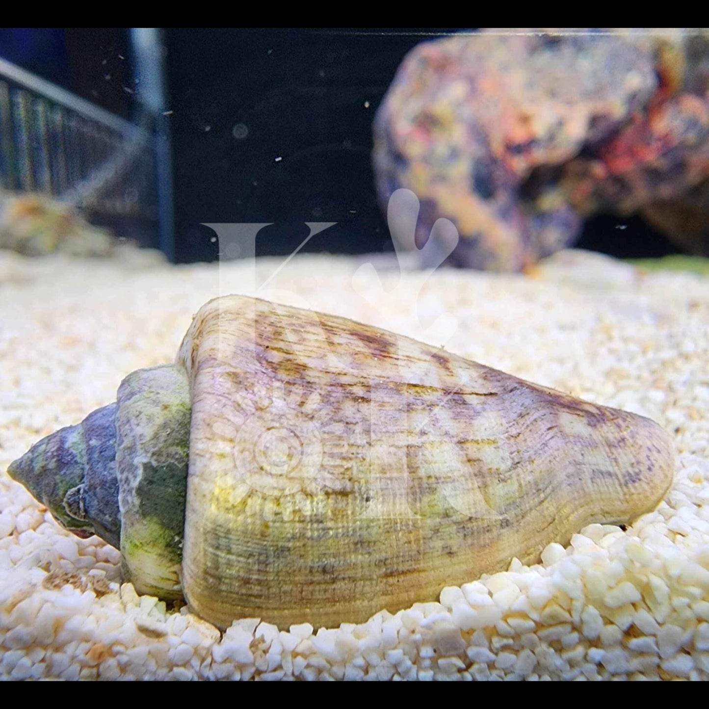 Stromb Snails