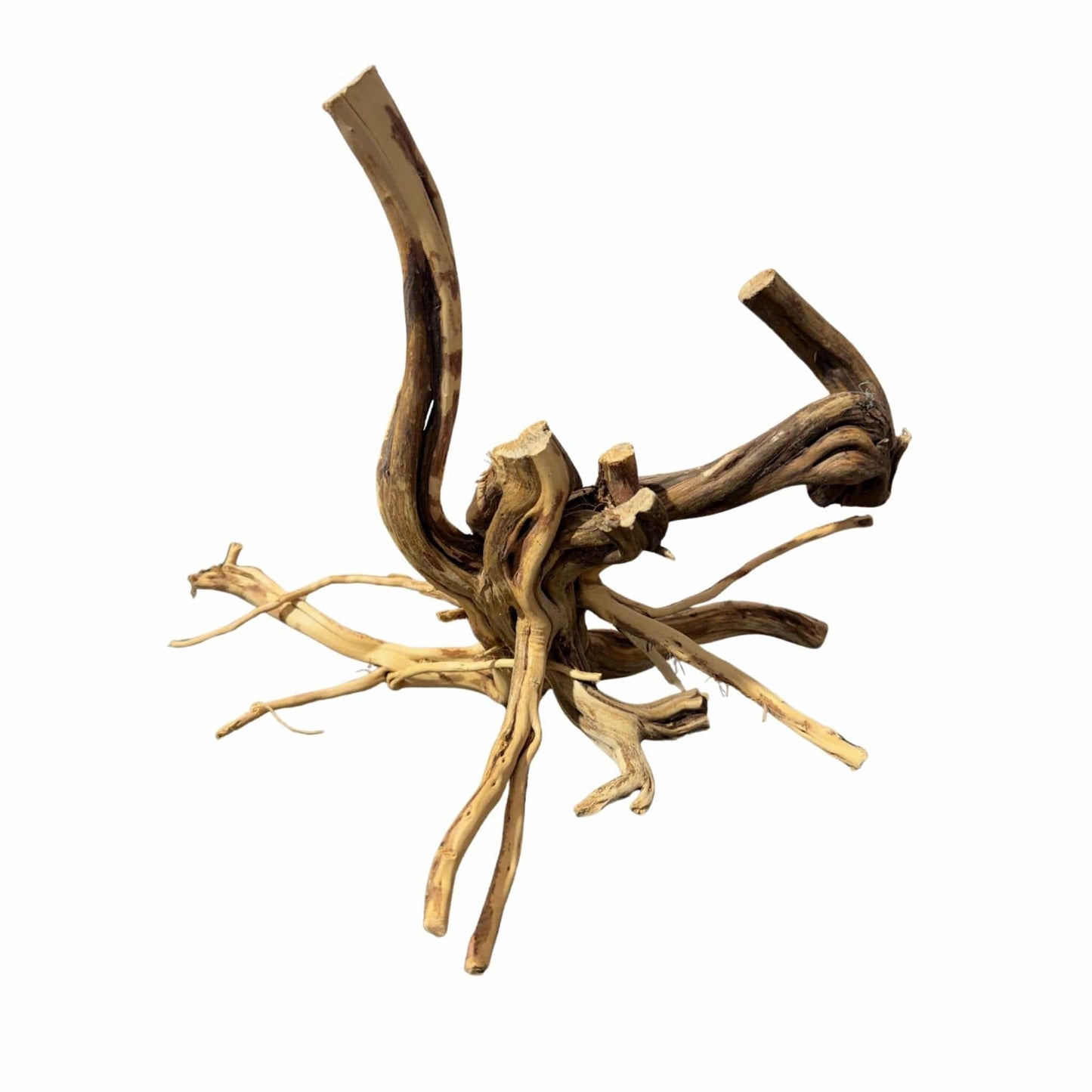WYSIWYG 2 - Two Tone Trunk Wood 37x30x24cm