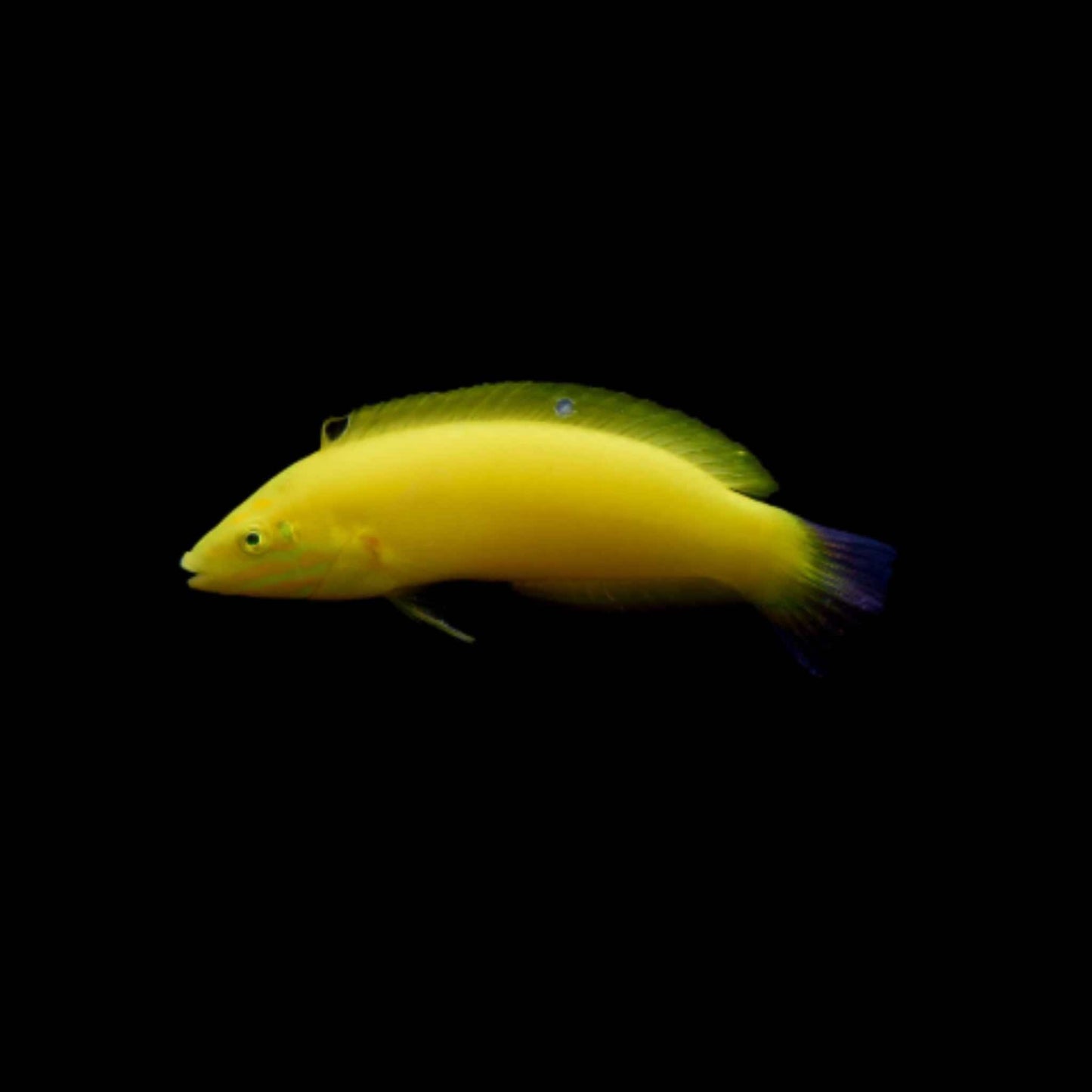 Yellow Chrysus Wrasse