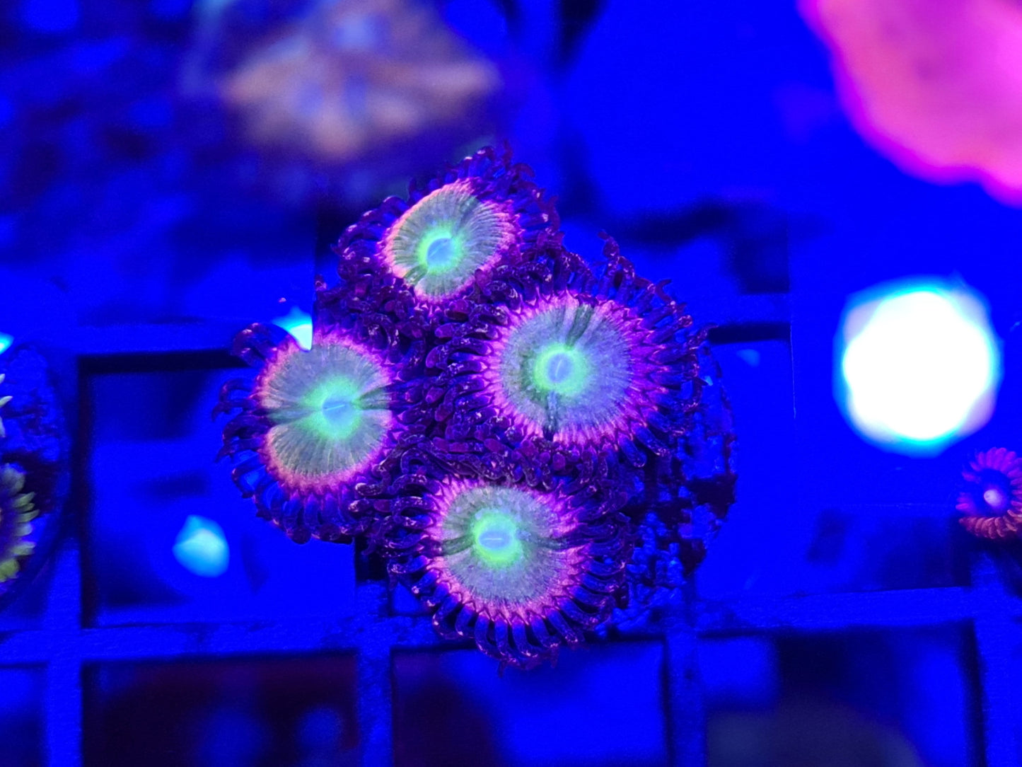 Raptor Rainbow Zoanthid Frag