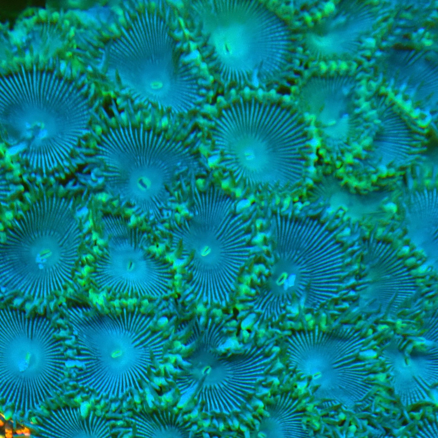 Blue Zoanthid Frag