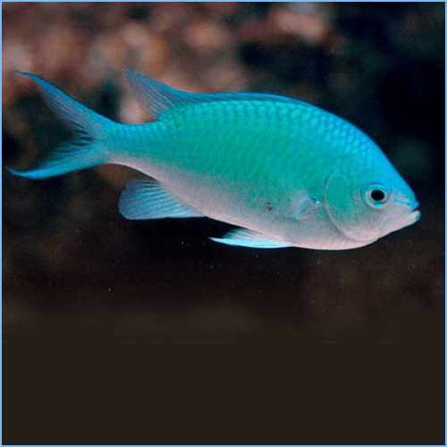 Chromis