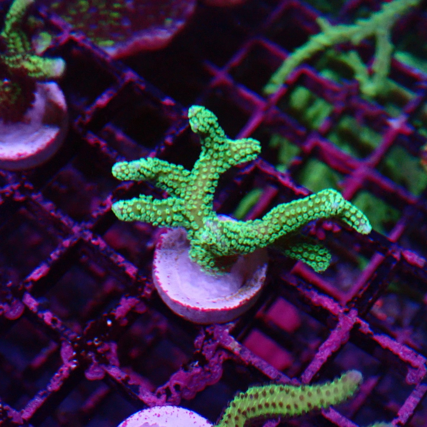 Green Birdsnest Frag
