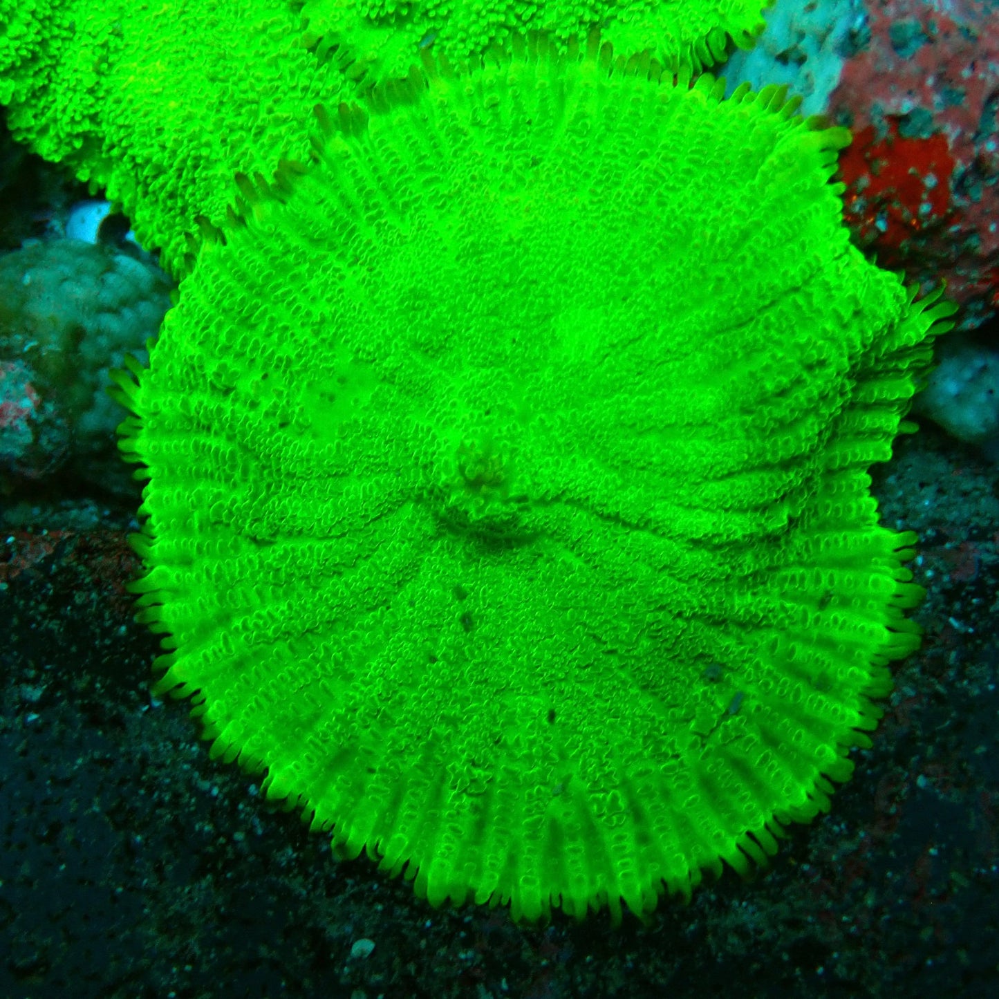 Green Rhodactis