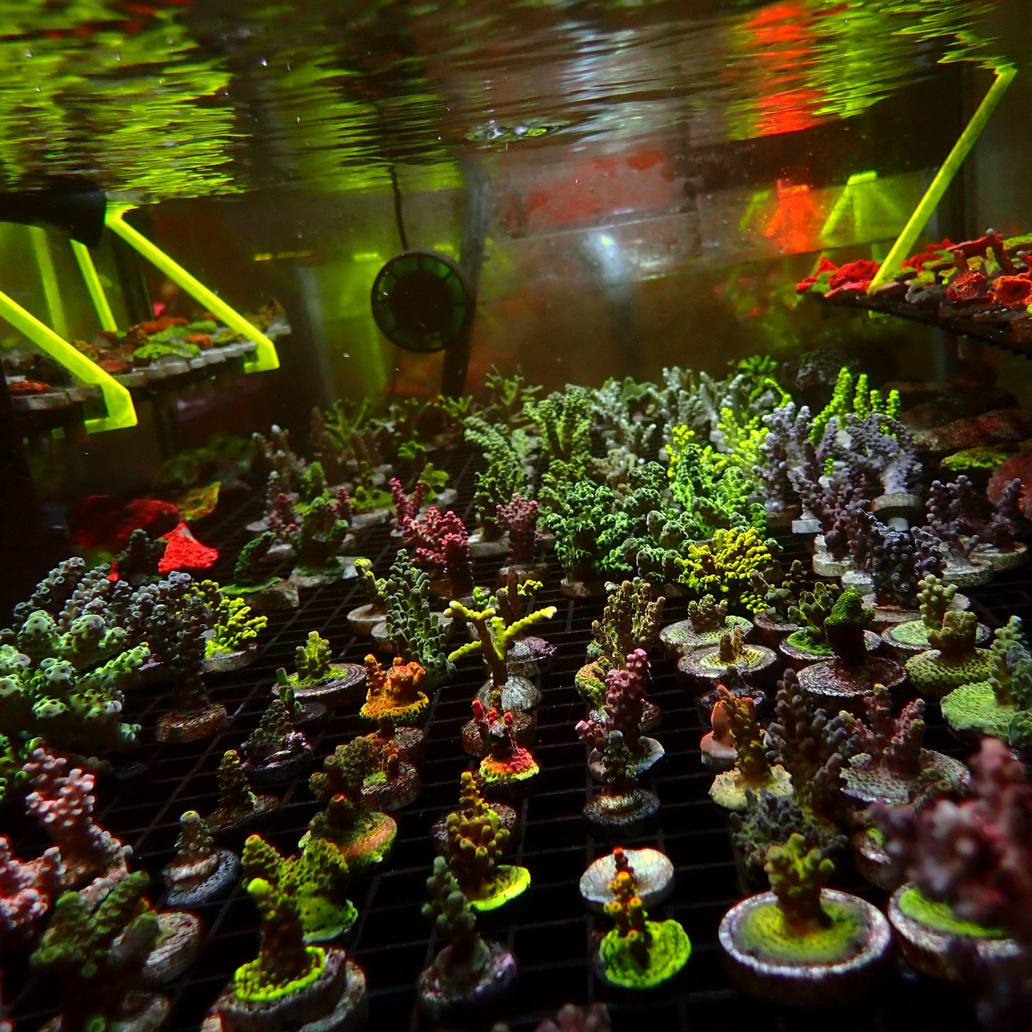 Lucky Dip Acropora Pack - 5 Frags