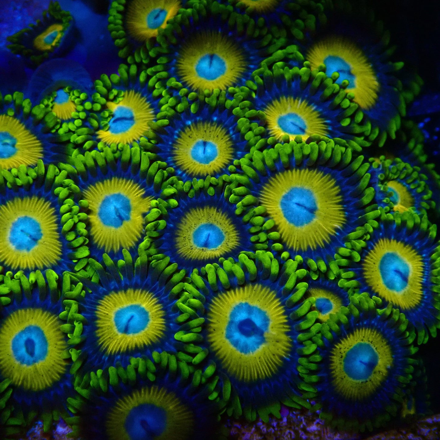 Scrambled Eggs Zoanthid Frag