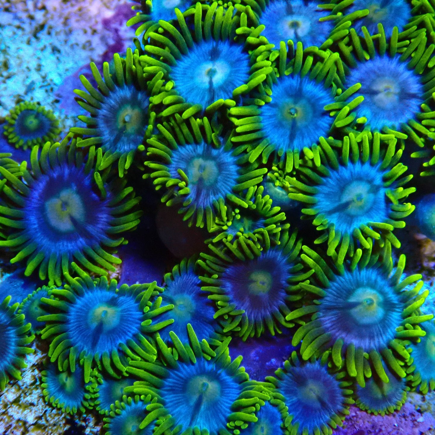 Aussie Ice Blue Zoanthid Frag