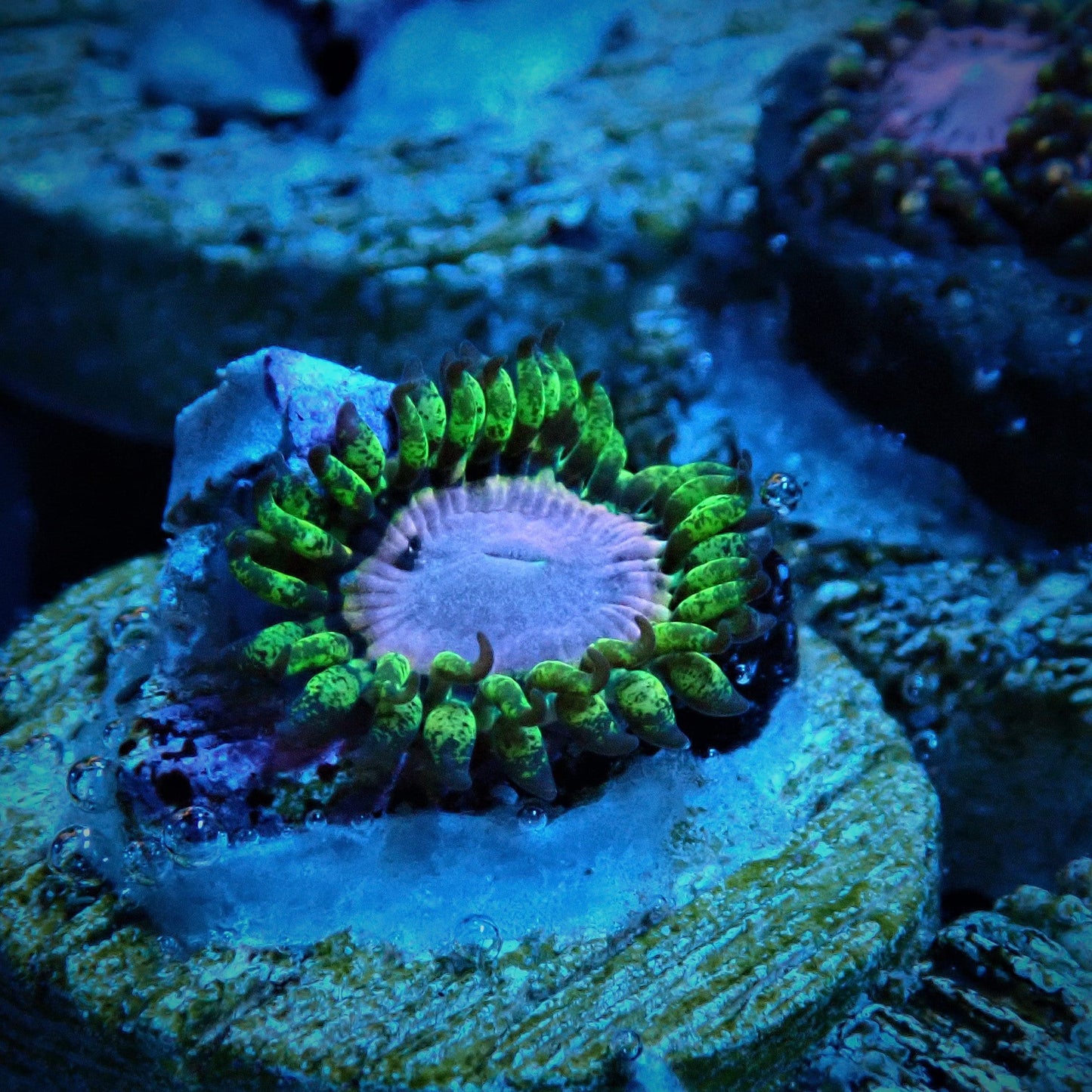 Purple Monster Zoanthid Frag