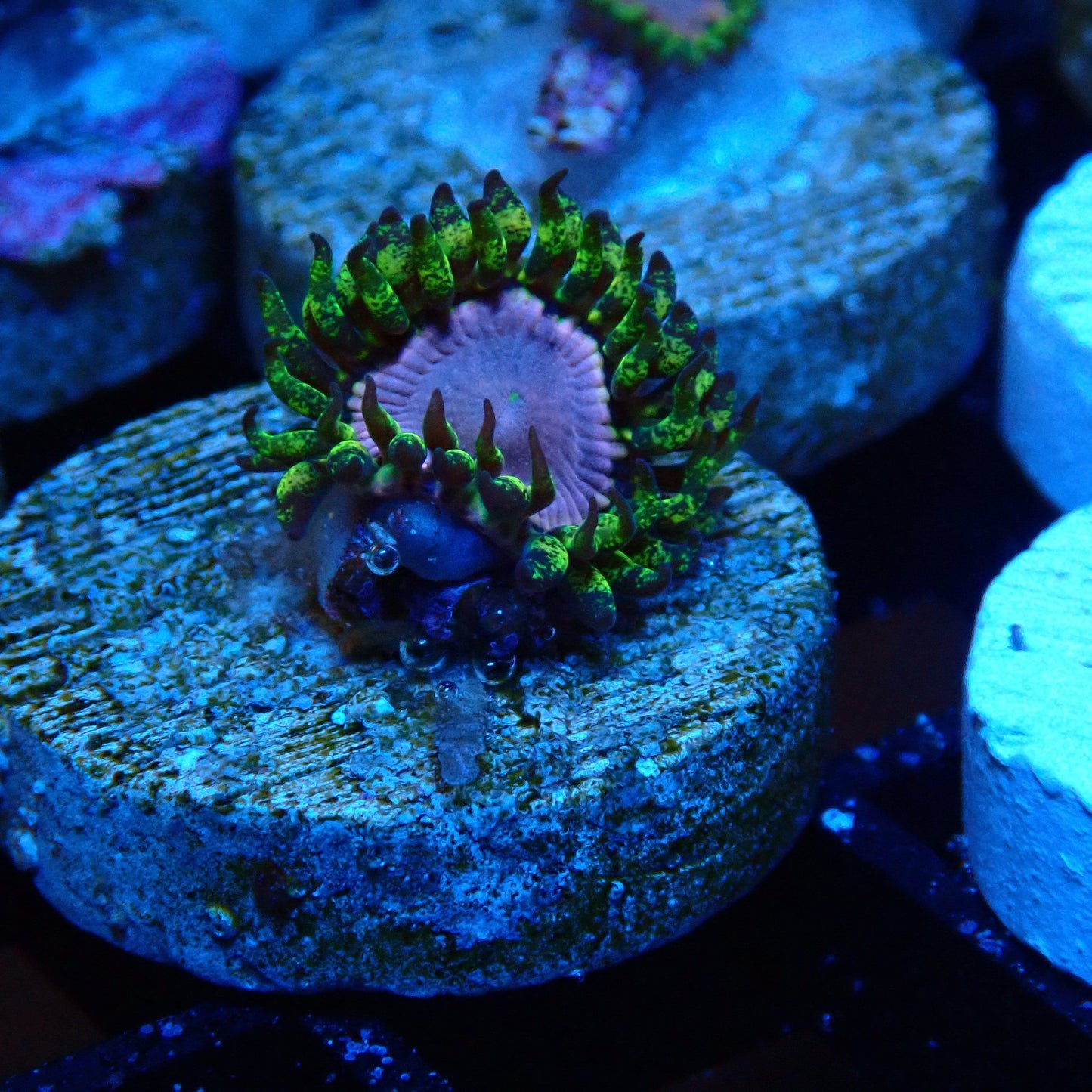 Purple Monster Zoanthid Frag