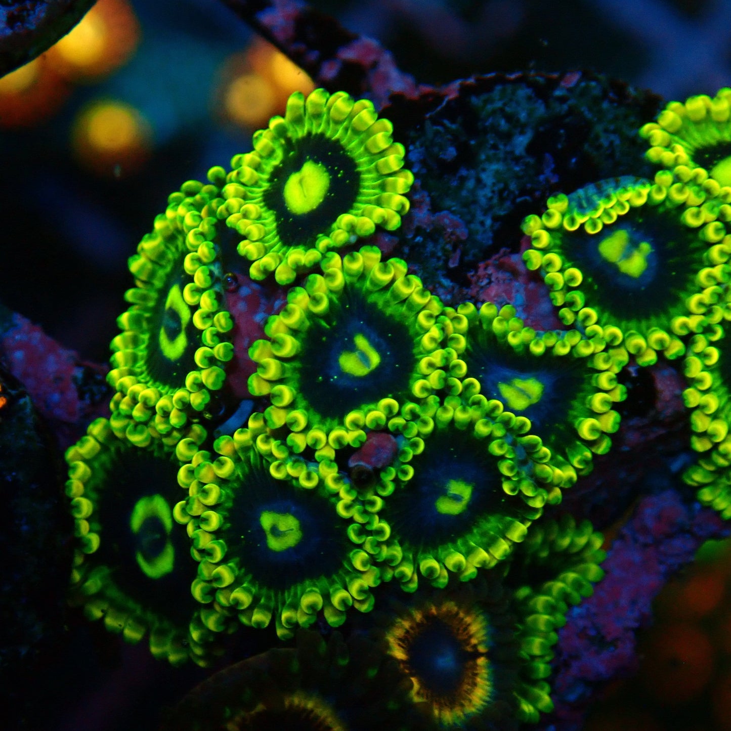 Rainbow Yoda Zoanthid Frag