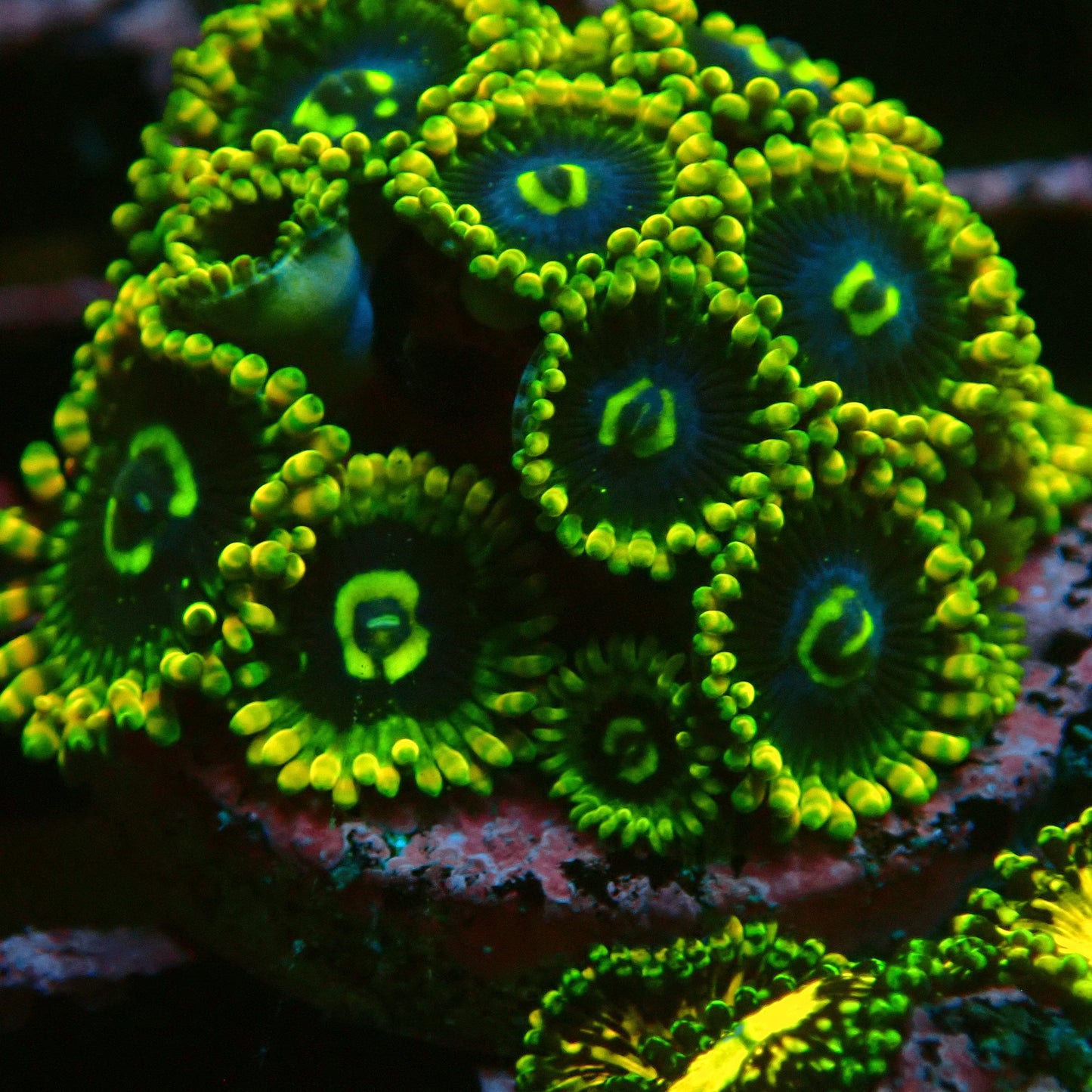 Rainbow Yoda Zoanthid Frag