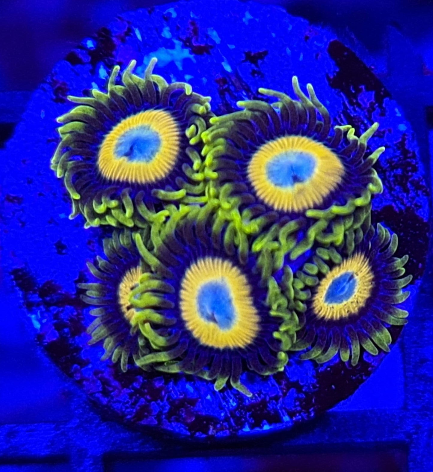 Scrambled Eggs Zoanthid Frag