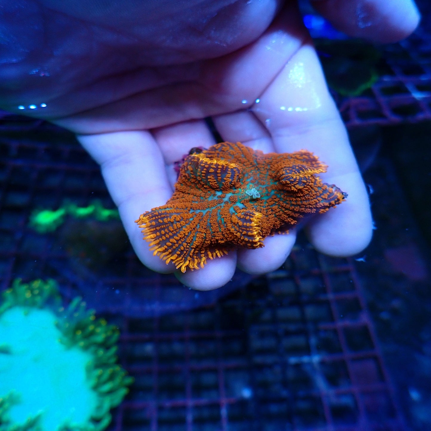 Superman Rhodactis