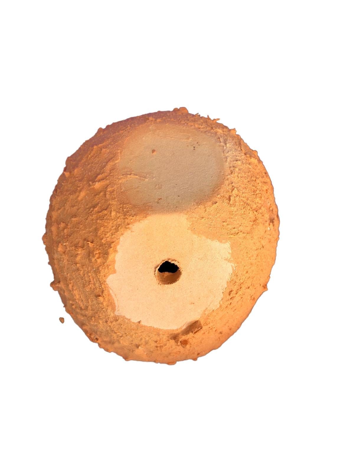 Anemone Nest