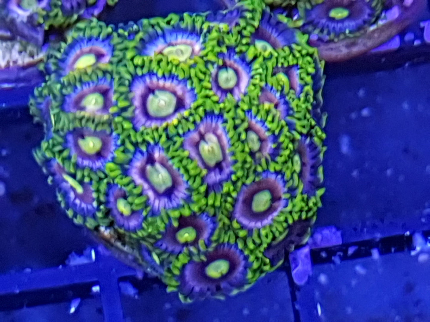 Crayola Zoanthid Frag