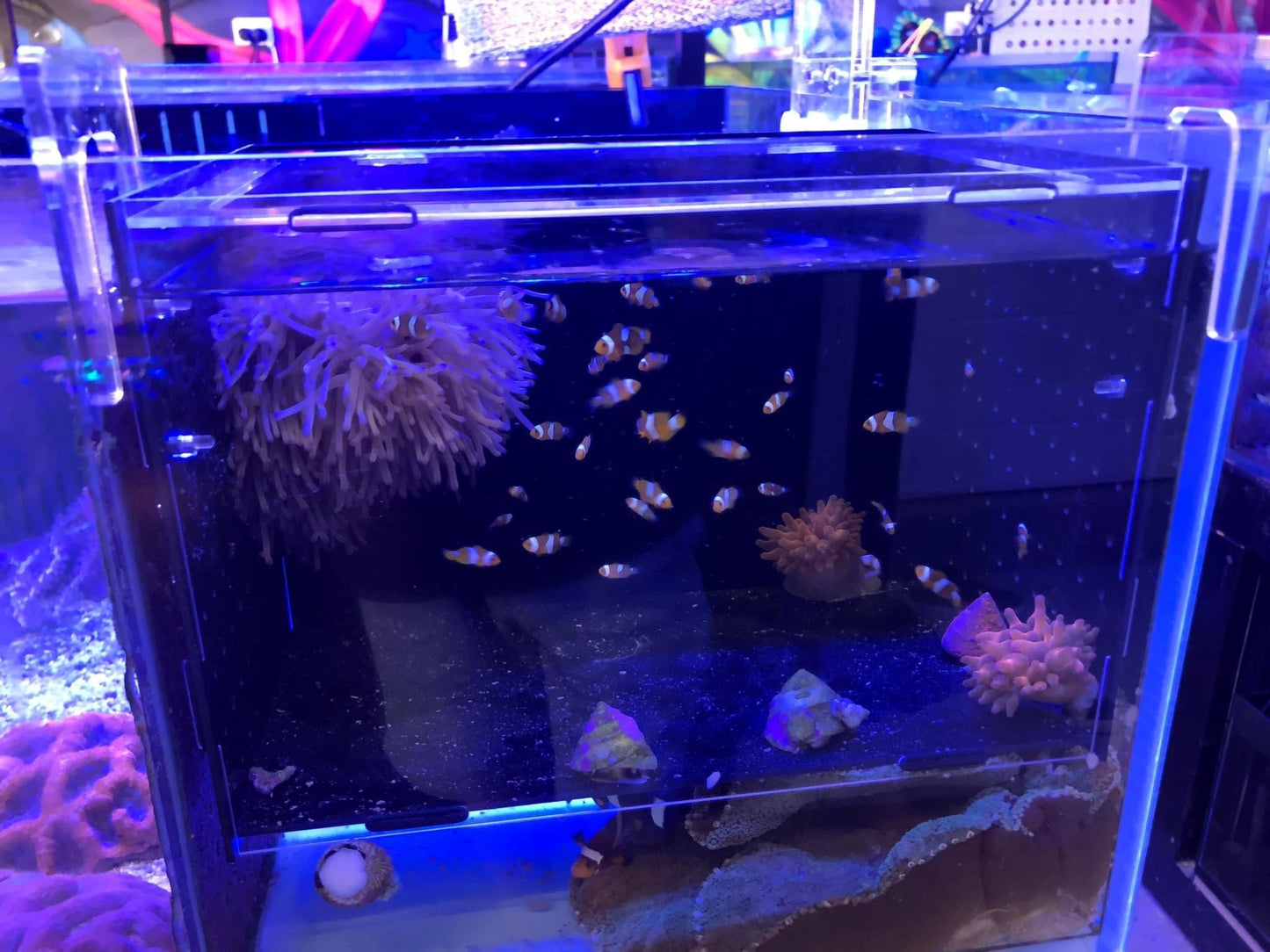 Fish Acclimation Box