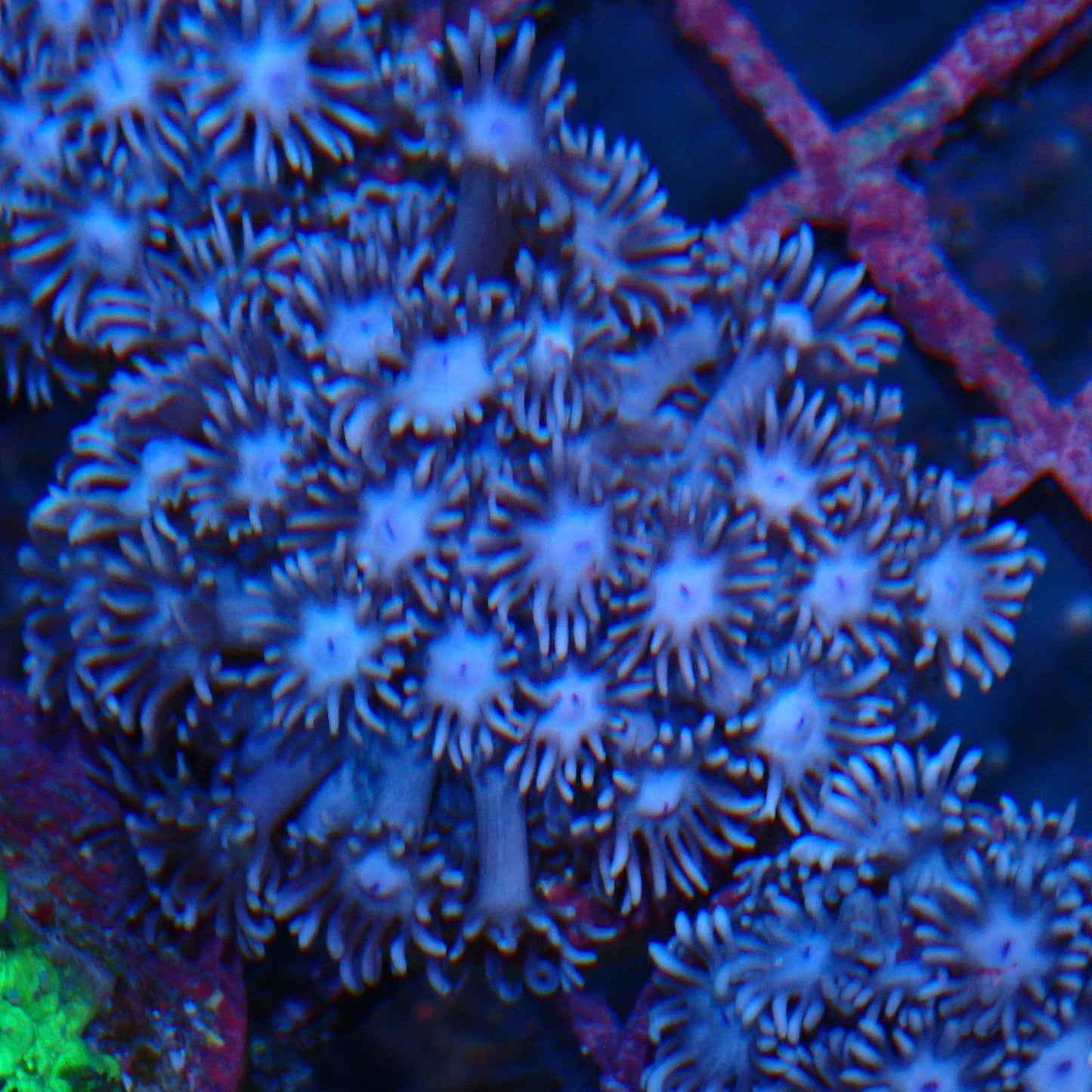 Purple Goni Frag