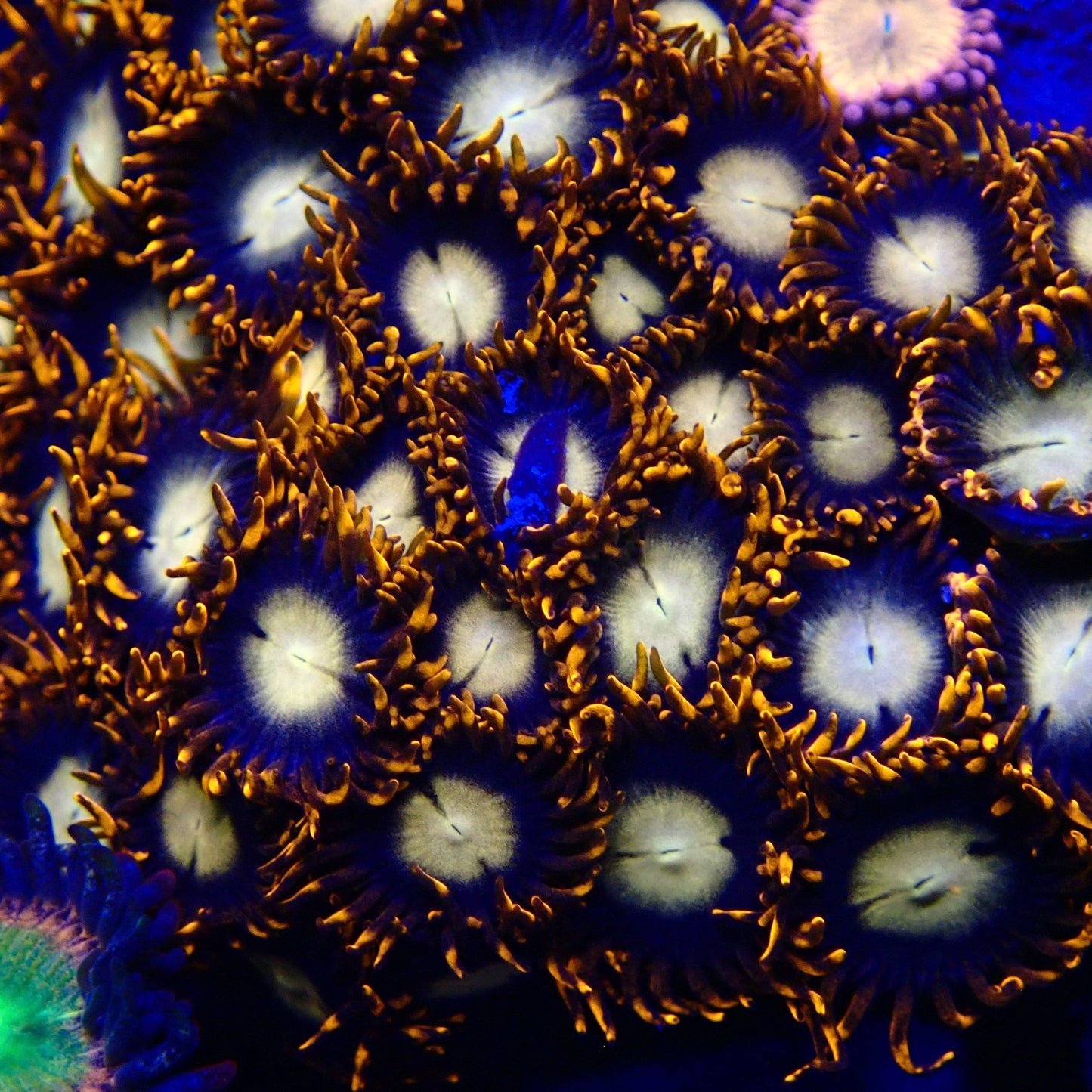 Vulcanism Zoanthid Frag