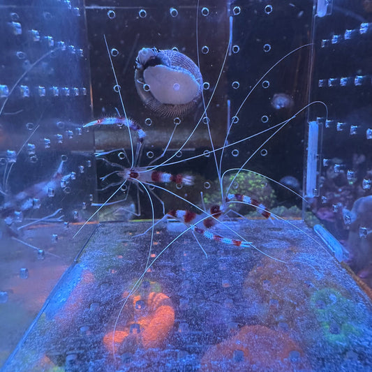 Coral Banded Shrimp