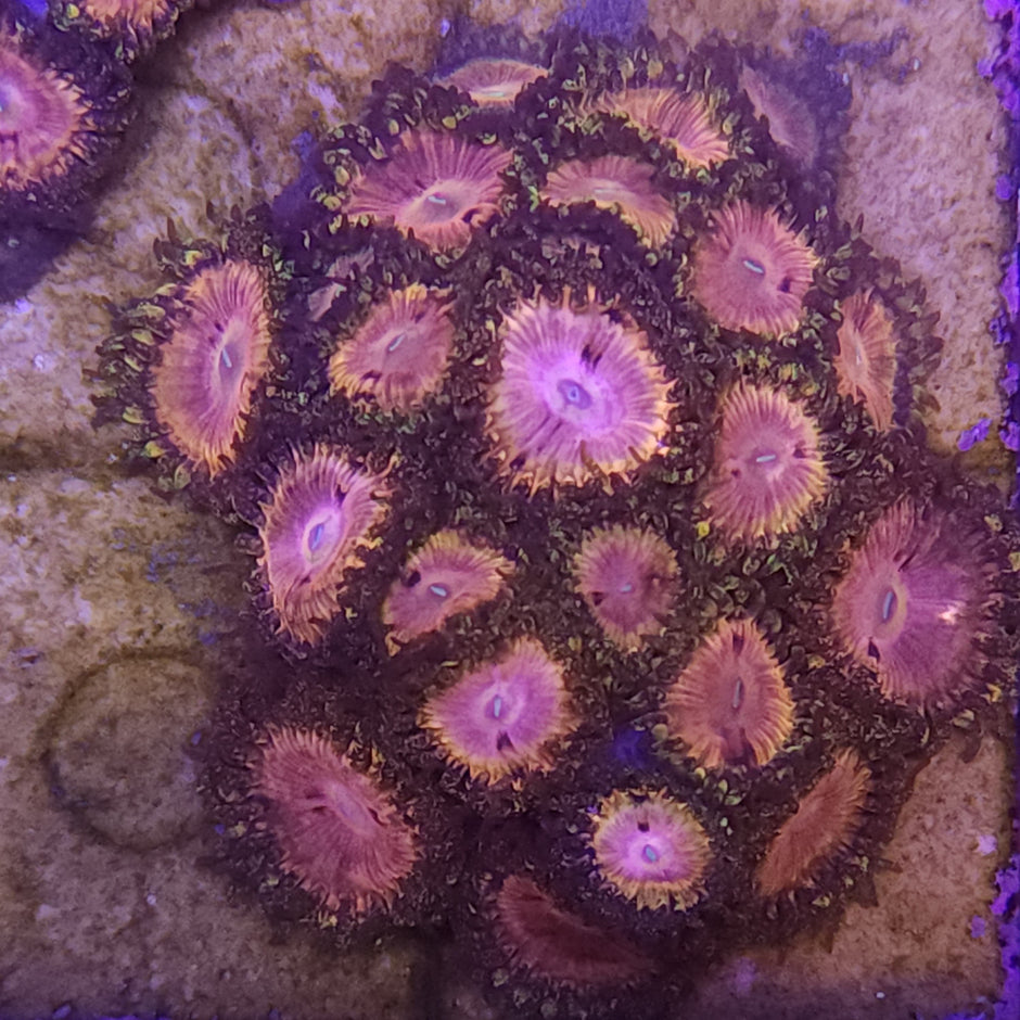 Corals for sale Australia Corals Online Krakking Korals