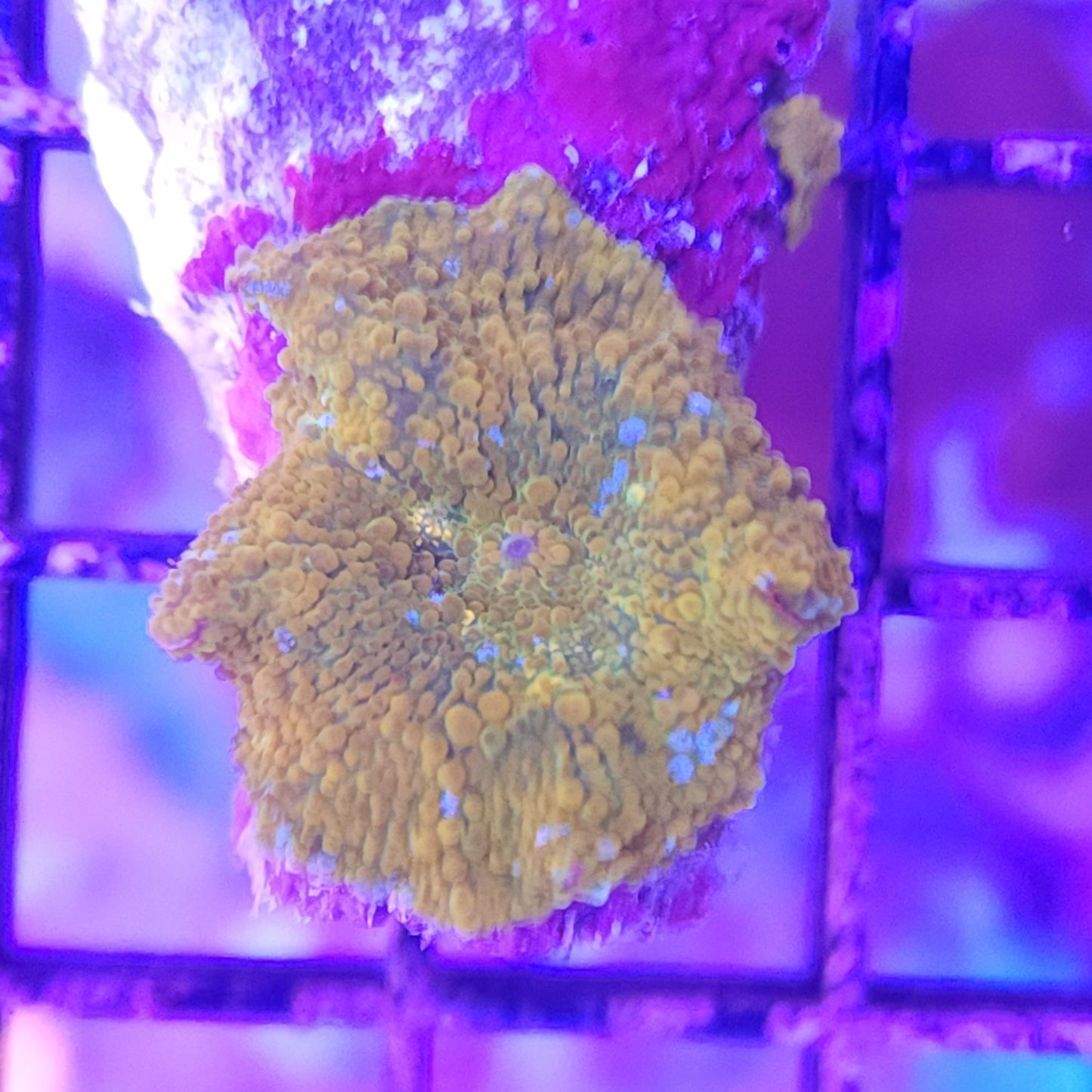 Yellow / Orange Mushroom