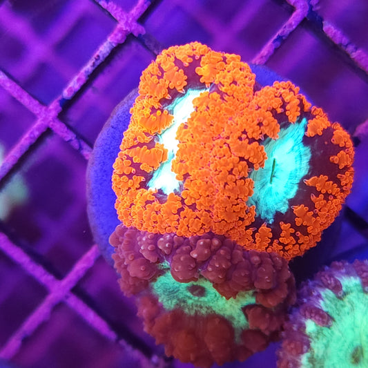 WYSIWYG Blasto 3