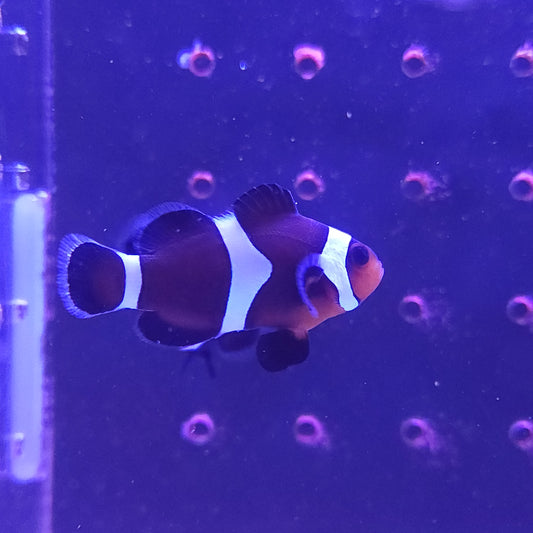 Mocha Clownfish