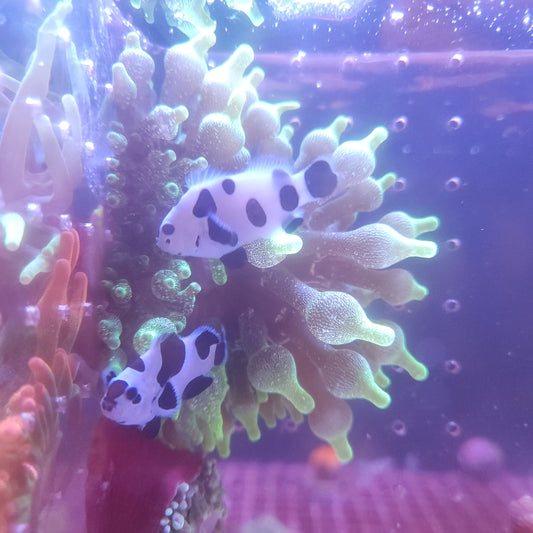 Black Storm Clownfish