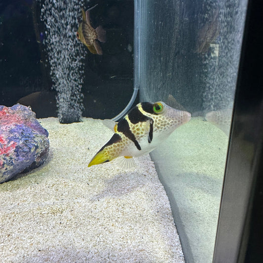 Valentini Puffer (Pickup Only)
