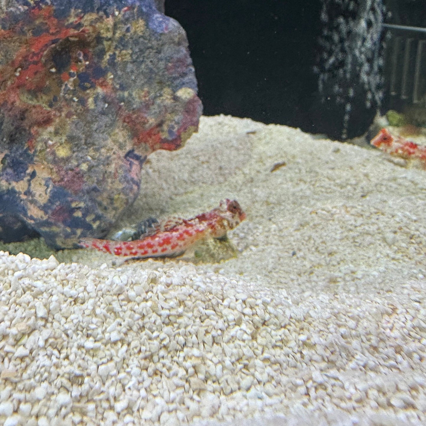 Ruby Red Dragonet