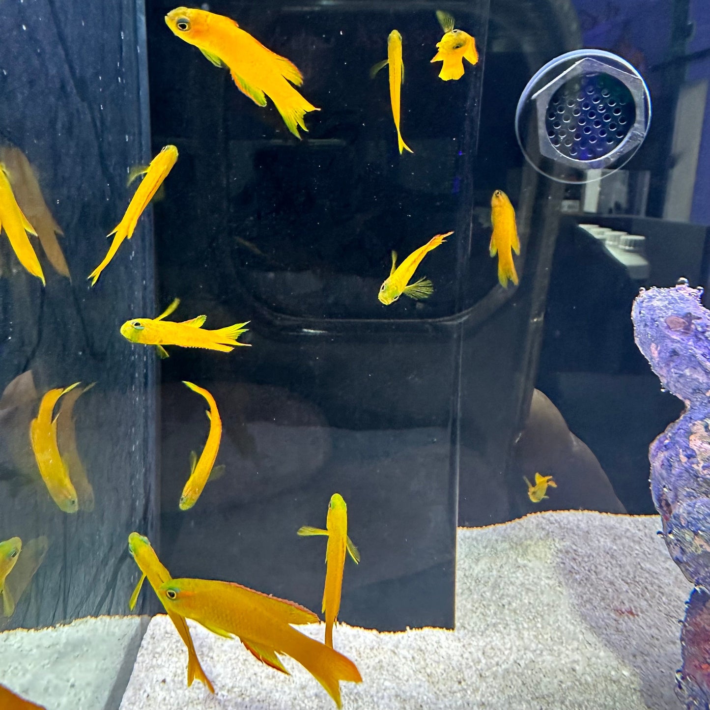 Yellow Assessor
