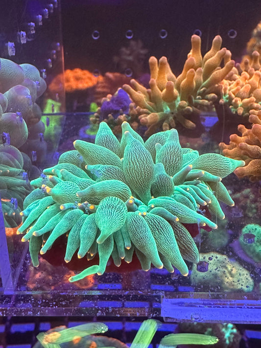 Green Pink Tip Bubble Anemone