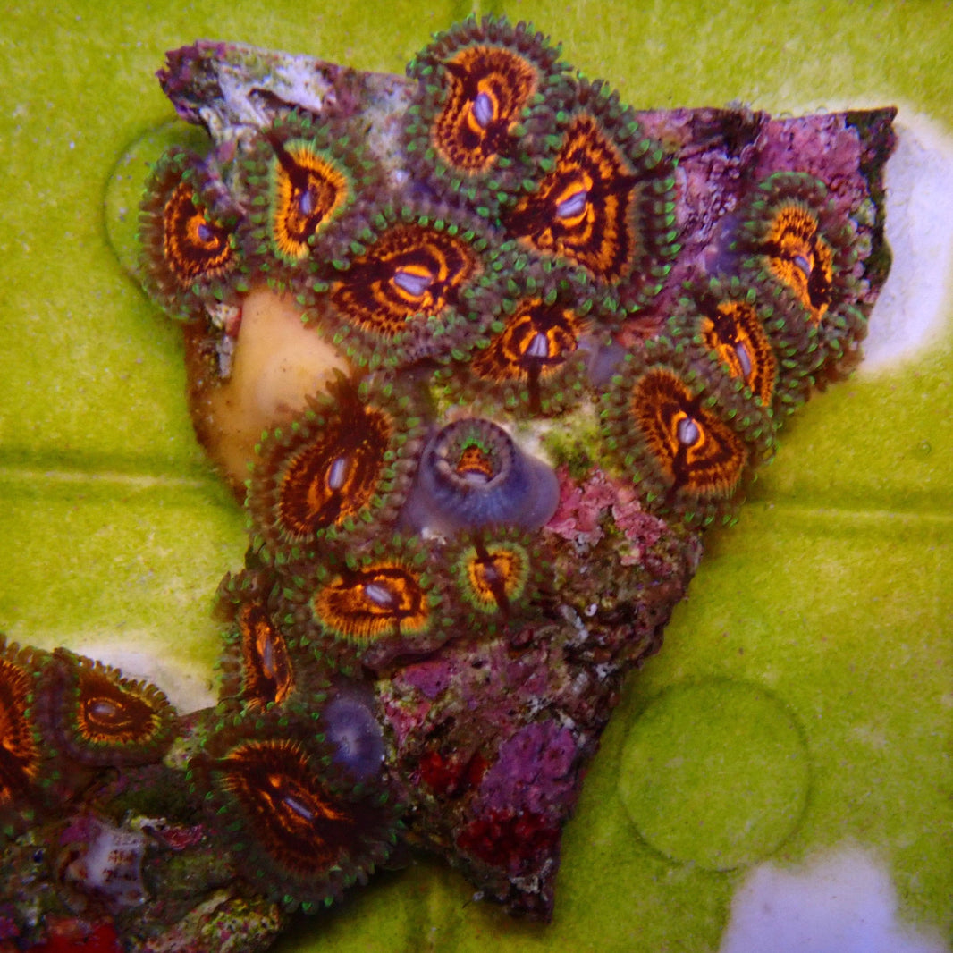 Soft Corals For Sale Krakking Korals Page 3